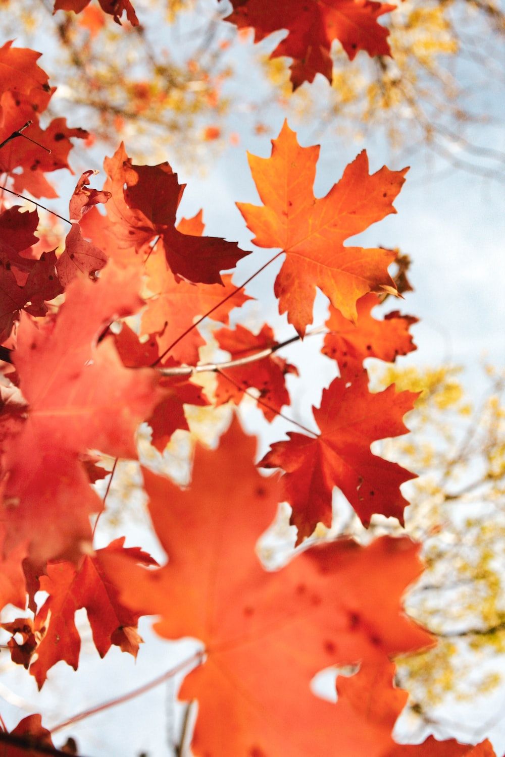  Herbstliche Hintergrundbild 1000x1500. Herbst Hintergrundbilder: Kostenloser HD Download [HQ]