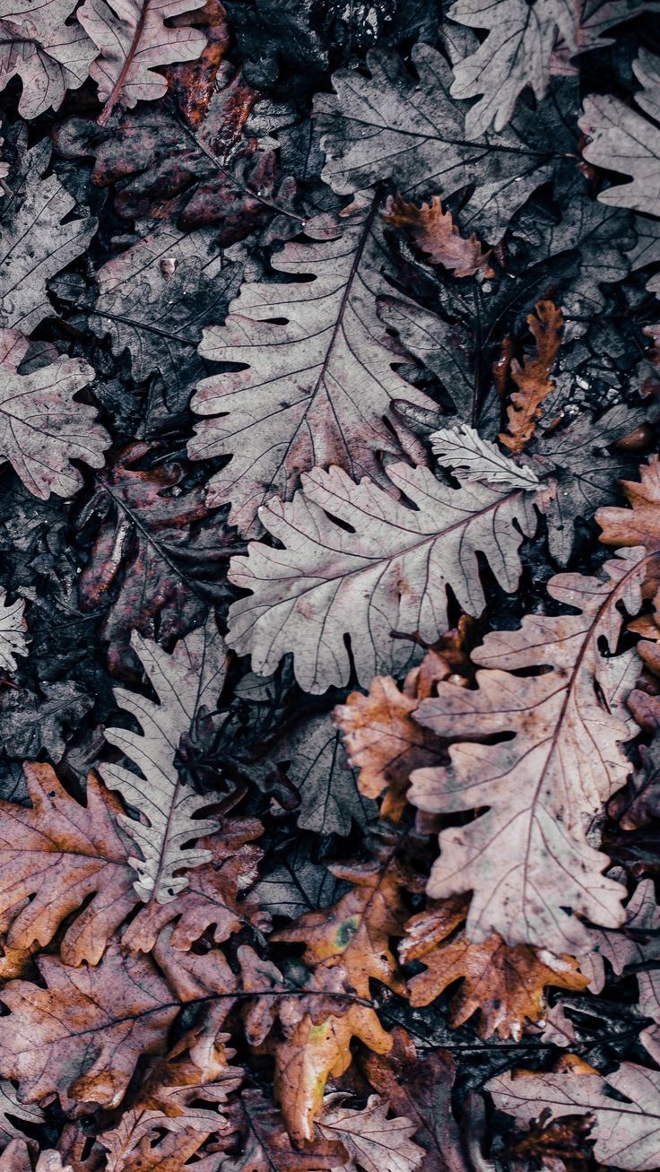  Herbstliche Hintergrundbild 736x1307. Herbstliche Farbinspiration #blätter #herbstfarben. Autumn leaves background, Flowery wallpaper, Nature wallpaper