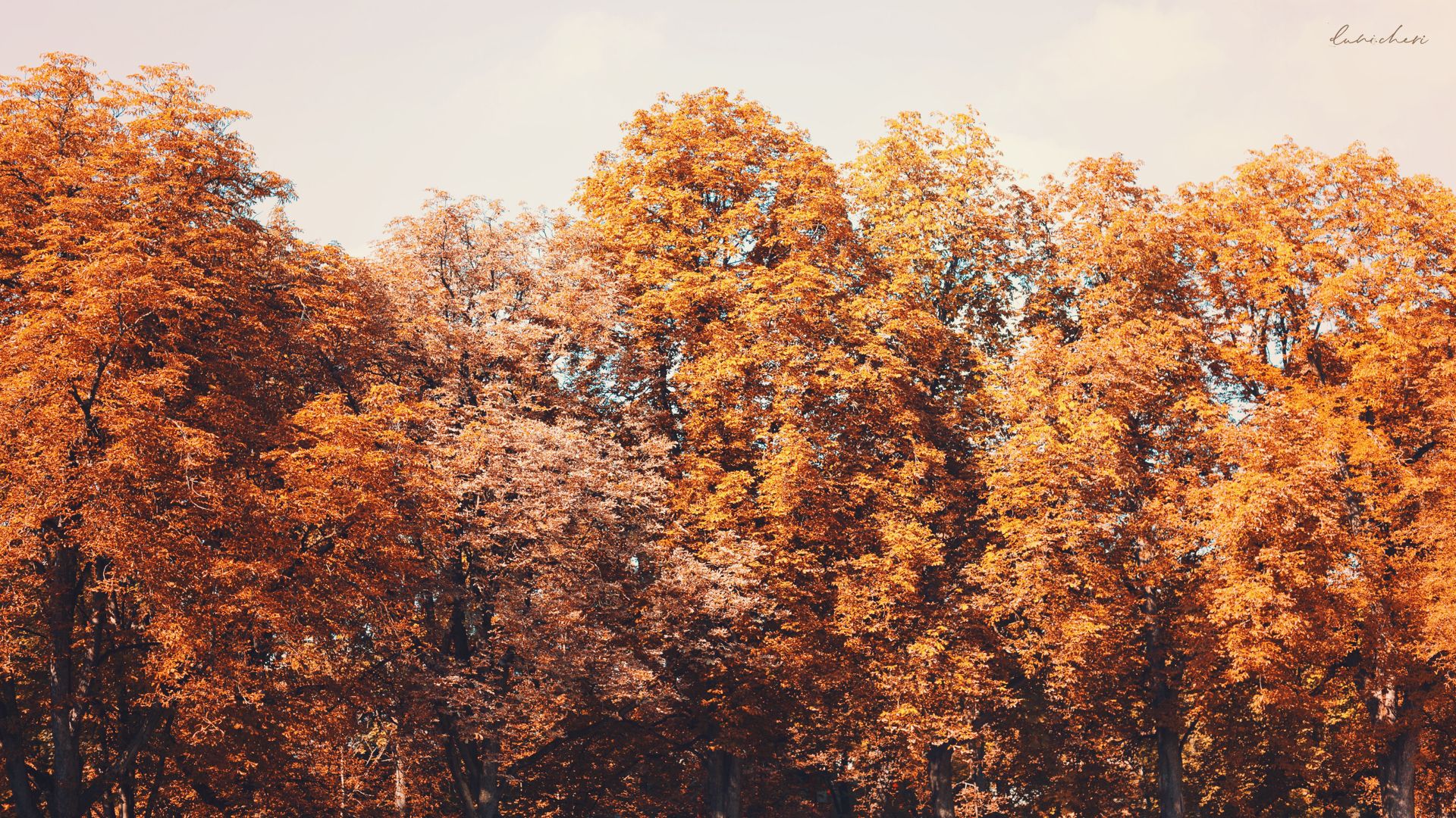  Herbstliche Hintergrundbild 1920x1080. Free Autumn Wallpaper