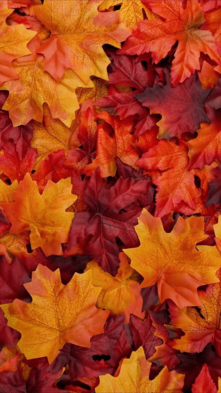  Herbstliche Hintergrundbild 736x1309. Herbst Wallpaper Free Herbst Background