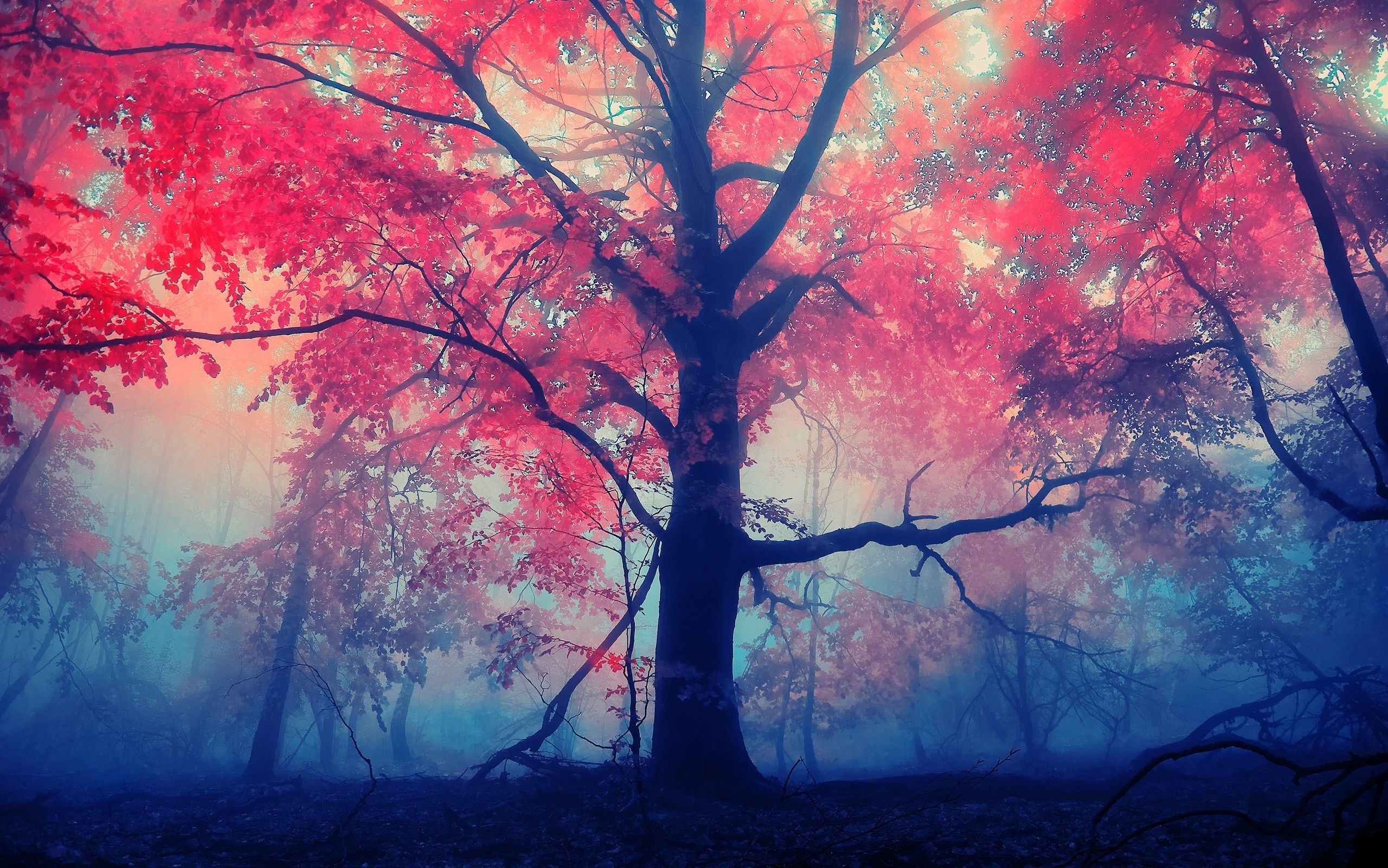  Herbstliche Hintergrundbild 2560x1600. Herbst HD Wallpaper und Hintergründe