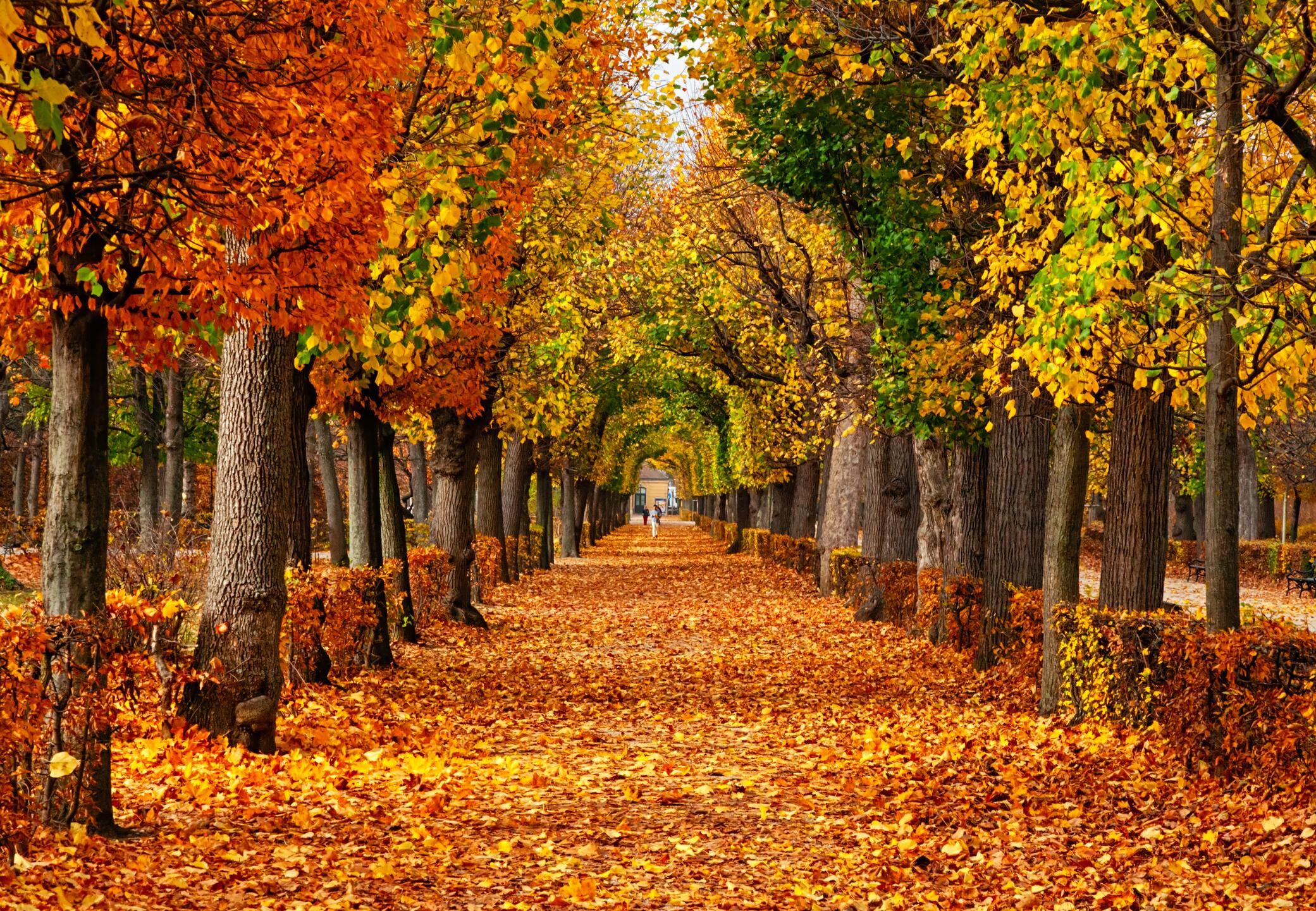  Herbstliche Hintergrundbild 2081x1441. Das Farbenspiel im Herbst: Warum verfärbt sich Laub?