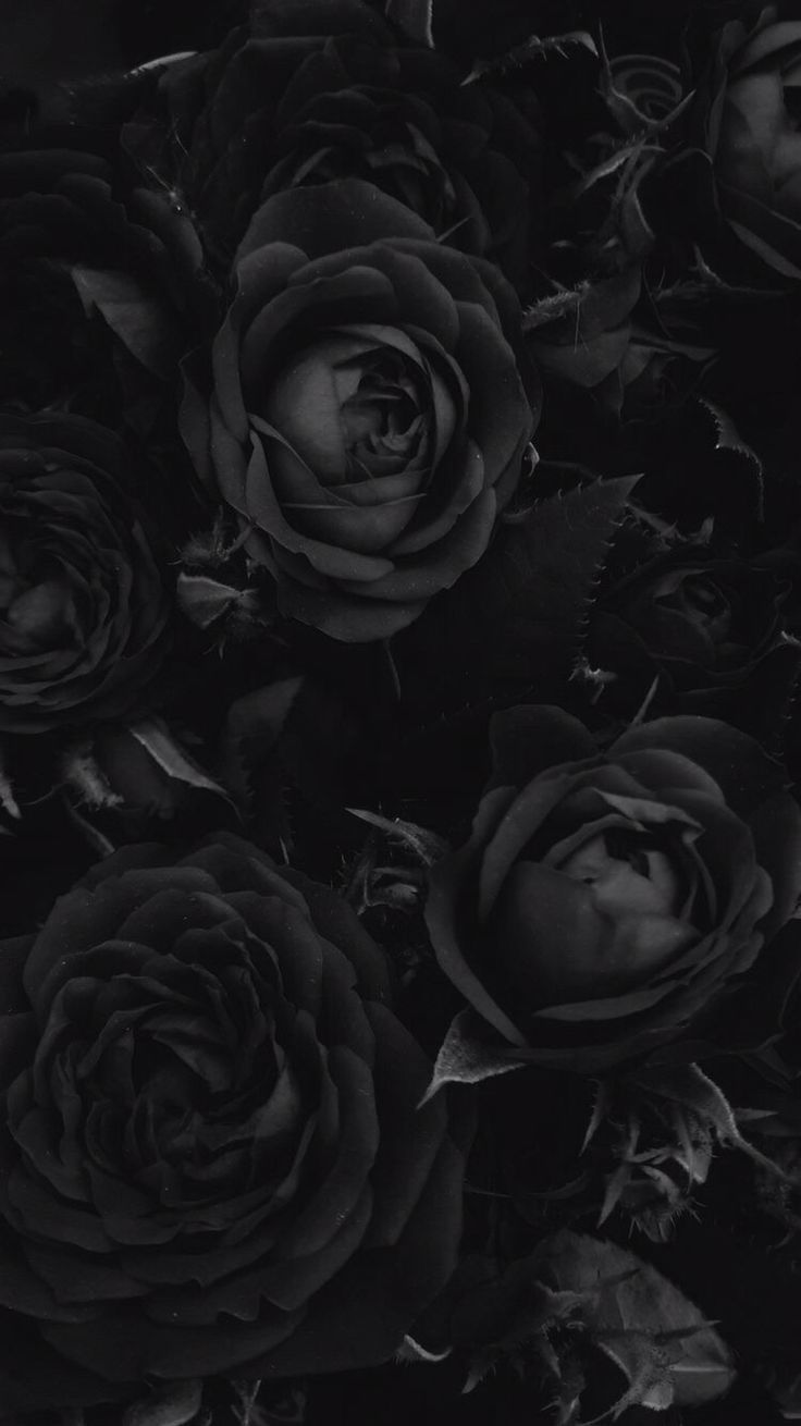  Marmor Schwarz Hintergrundbild 736x1310. Assorted on Black Aesthetic. Black roses wallpaper, Cool black wallpaper, Black aesthetic wallpaper