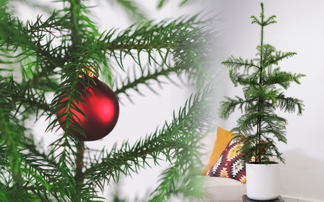  Weihnachtsbaum Hintergrundbild 1280x800. Nachhaltige Weihnachten: ein Weihnachtsbaum im Topf
