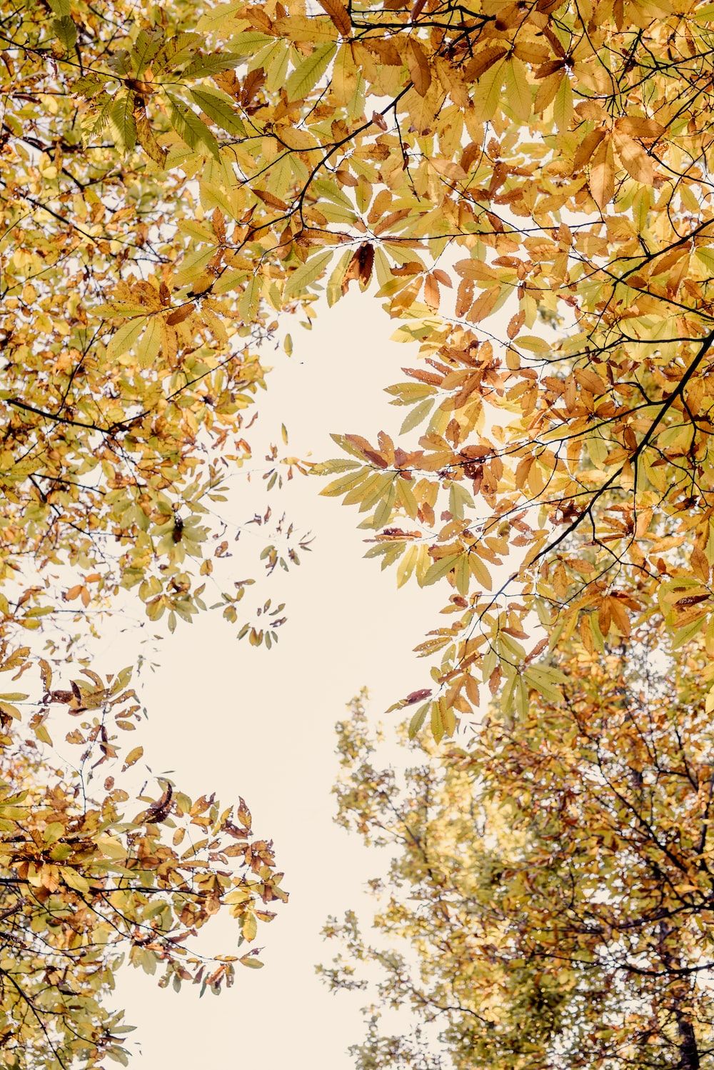  Herbstliche Hintergrundbild 1000x1498. Fall Wallpaper: Kostenloser HD Download [HQ]