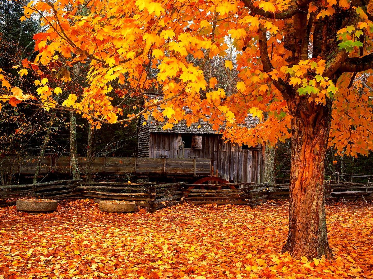  Herbstliche Hintergrundbild 1200x900. 4K Hintergrundbilder Herbst