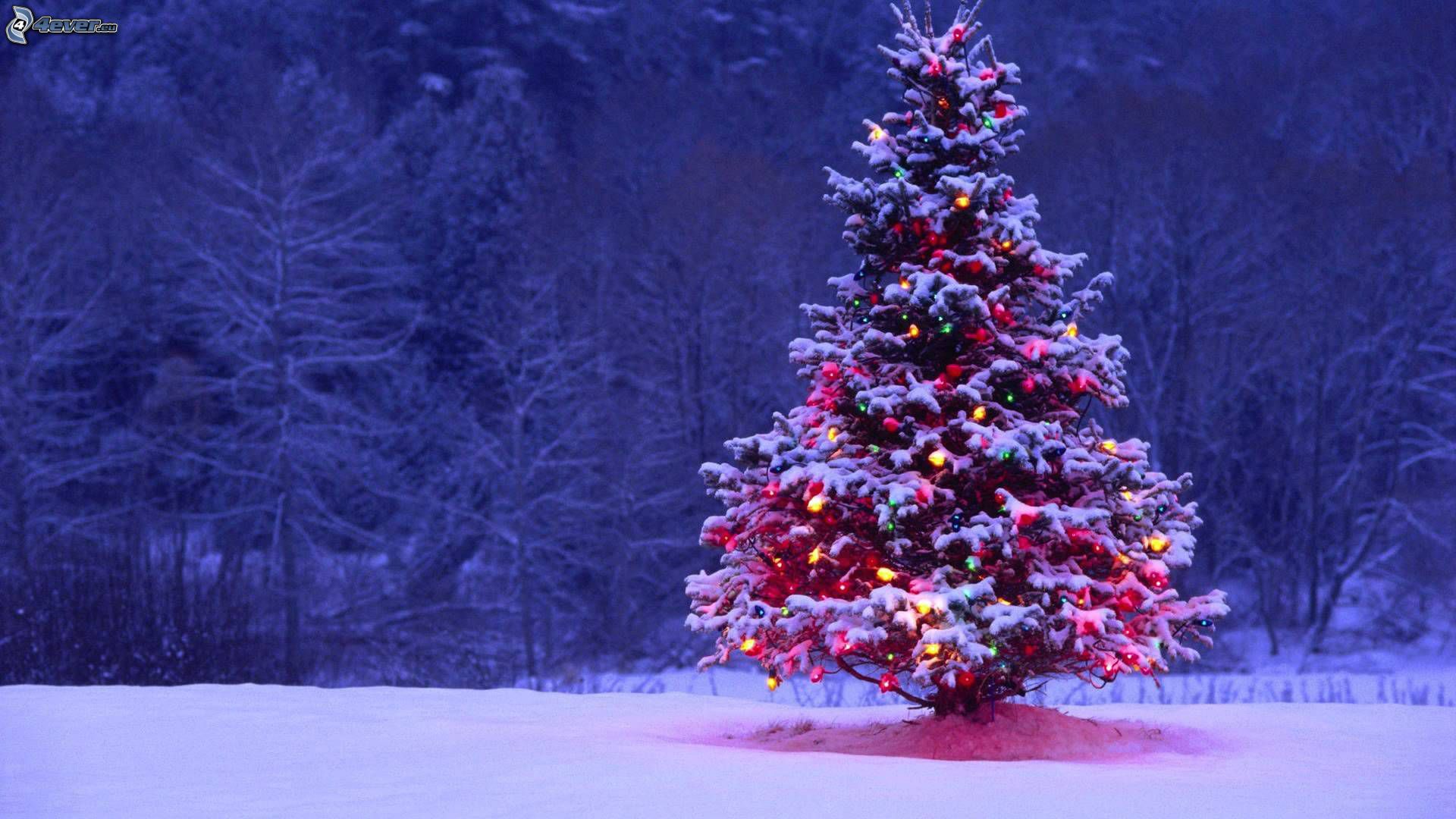  Weihnachtsbaum Hintergrundbild 1920x1080. Weihnachtsbaum