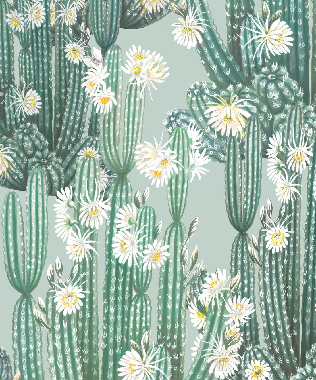  Kaktus Hintergrundbild 1100x1320. San Pedro Wallpaper • Cactus Wallpaper UK