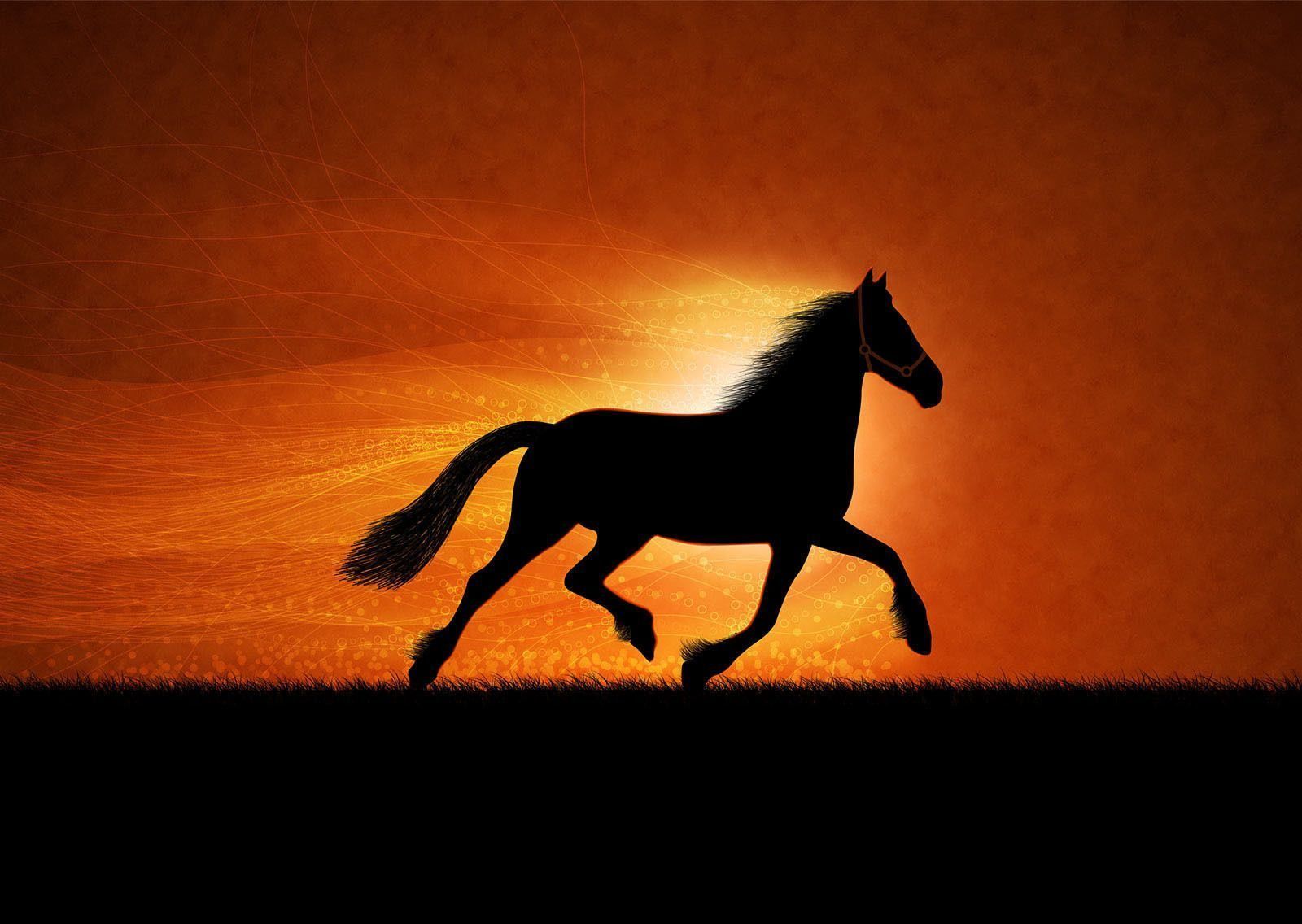  Tiere Hintergrundbild 1600x1136. Pferde Hintergrundbilder