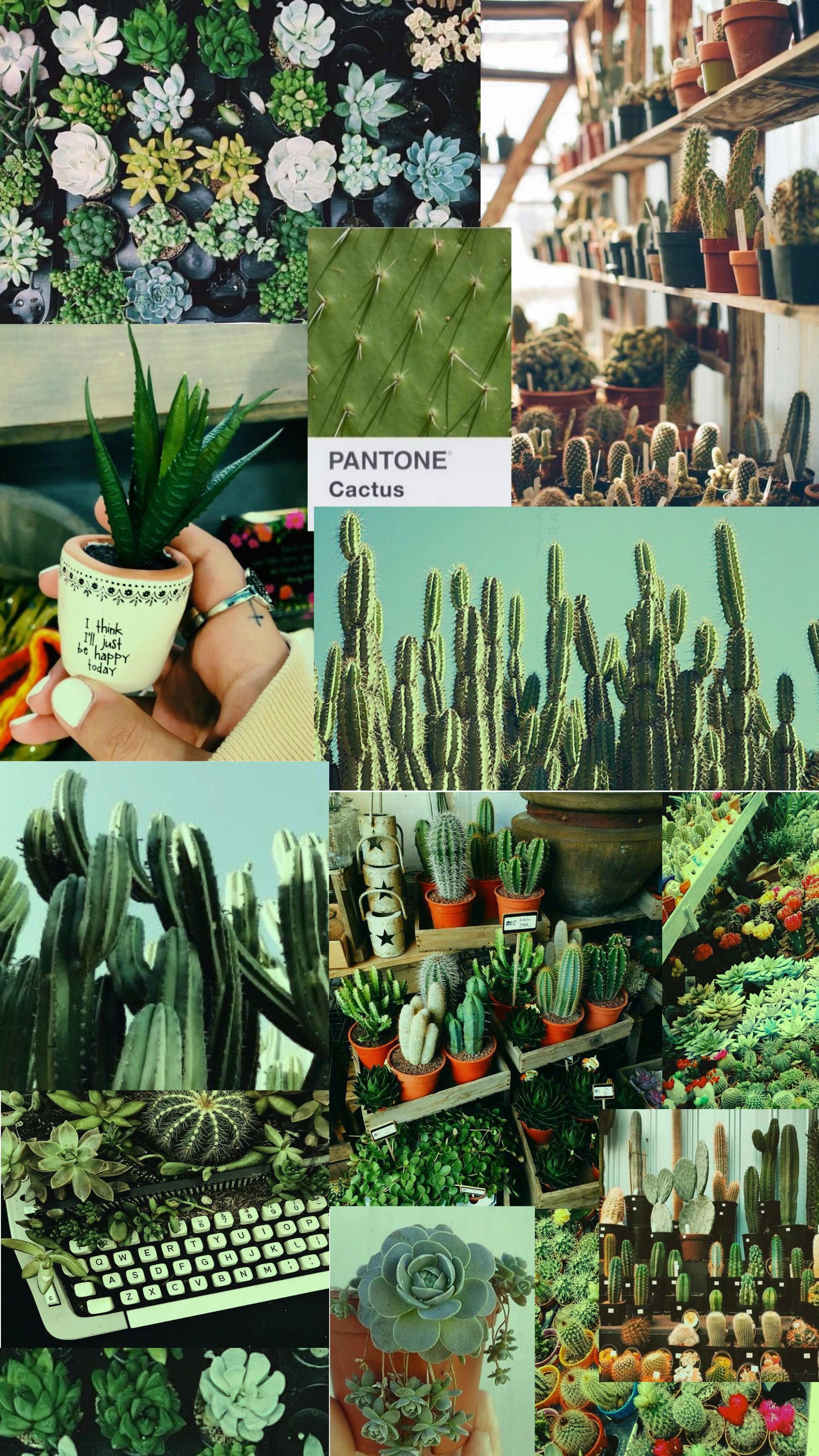  Kaktus Hintergrundbild 1948x3463. 