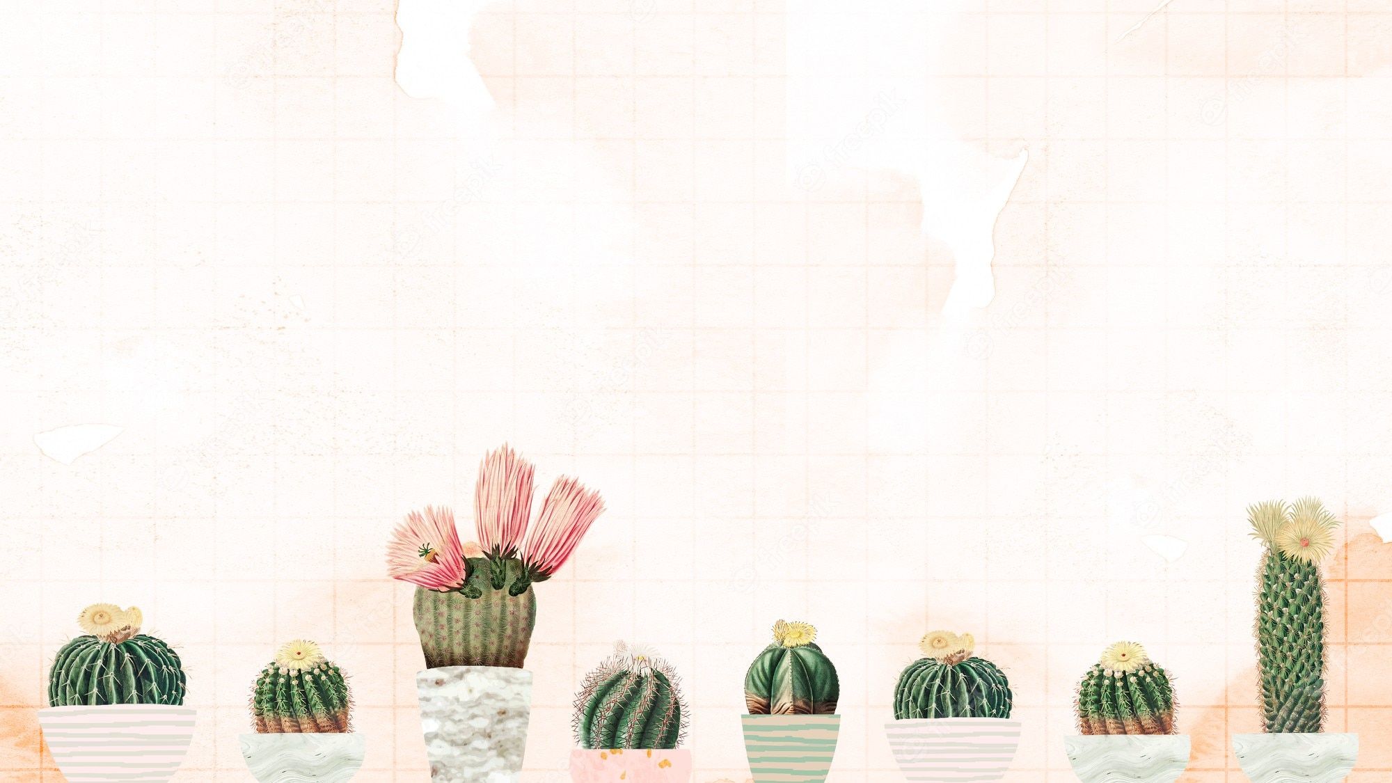  Kaktus Hintergrundbild 2000x1125. Fotos Zeichnung, Über 45.000 hochqualitative kostenlose Stockfotos