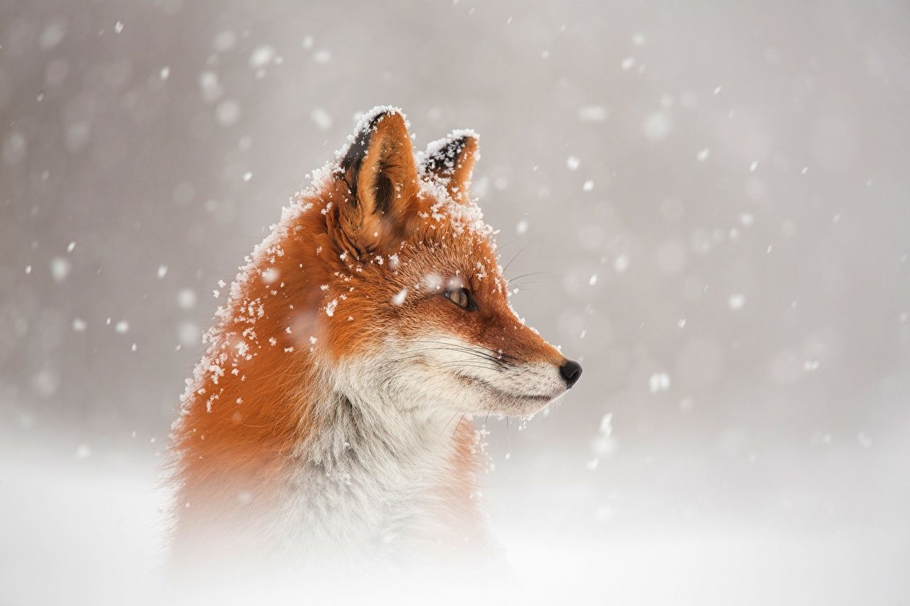  Tiere Hintergrundbild 1280x853. Desktop Hintergrundbilder Füchse Schnee Kopf Starren ein Tier