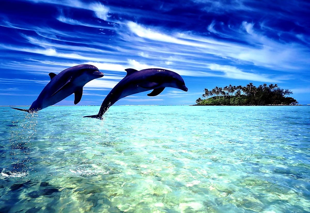  Tiere Hintergrundbild 1200x825. Cooles Delfin, Sommer-, Tursiops Wallpaper. Kostenlose TOP Wallpaper
