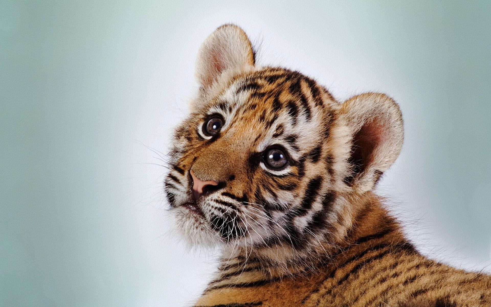 Tiere Hintergrundbild 1920x1200. Hintergrundbild für Handys: Tiere, Tigers, 48229 Bild kostenlos herunterladen