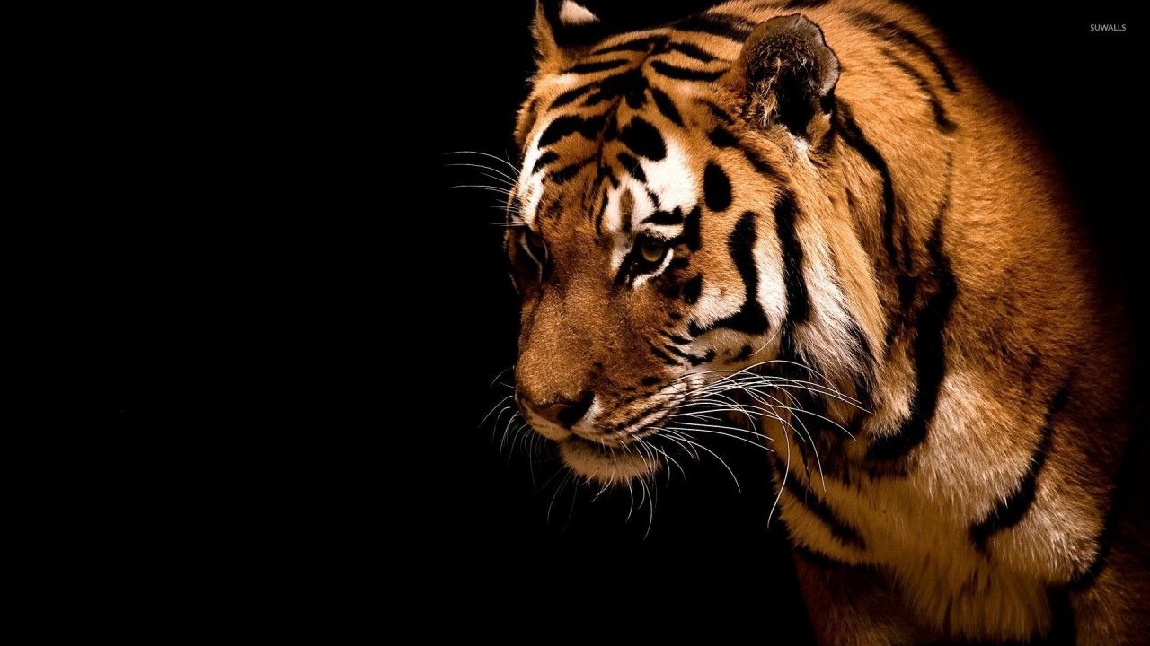  Tiere Hintergrundbild 1280x720. Tiger, Tiere Hintergrundbilder. Tiger, Tiere frei fotos