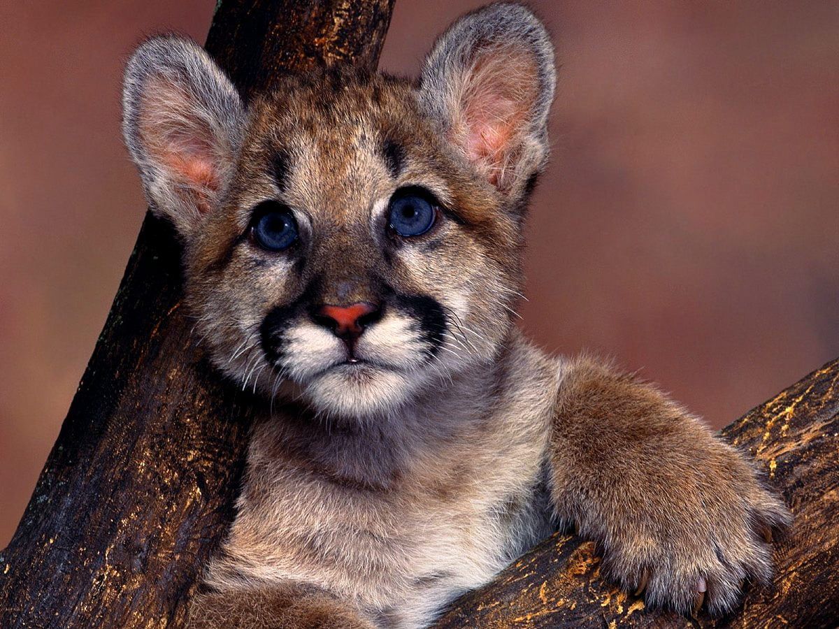  Tiere Hintergrundbild 1200x900. Windows Tierwelt, Kleine Tiere, Tiere Wallpaper. Download TOP freie Fotos