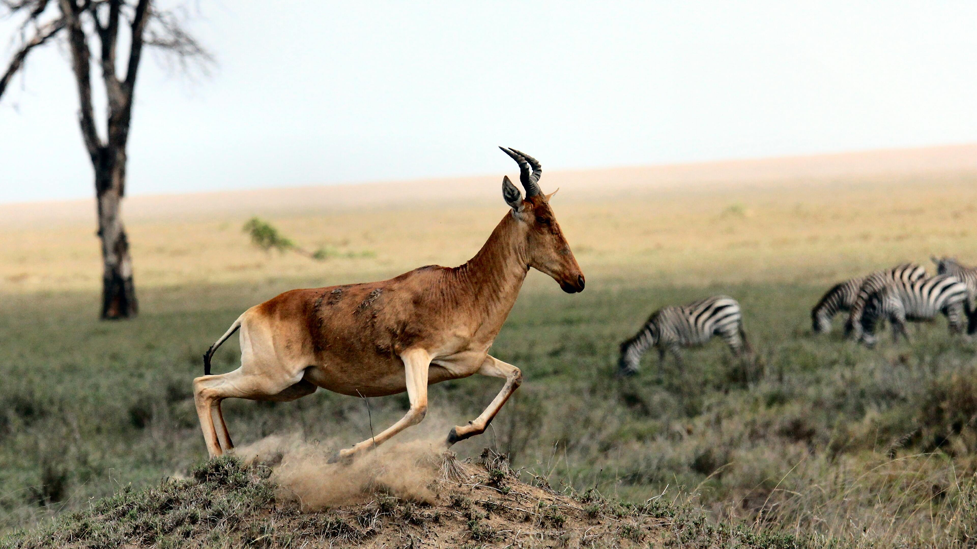  Tiere Hintergrundbild 3840x2160. Kostenlose Hintergrundbilder Tiere in Bewegung, Gazelle, Tierwelt, Antilope, Planet Der Tiere, Bilder Für Ihren Desktop Und Fotos