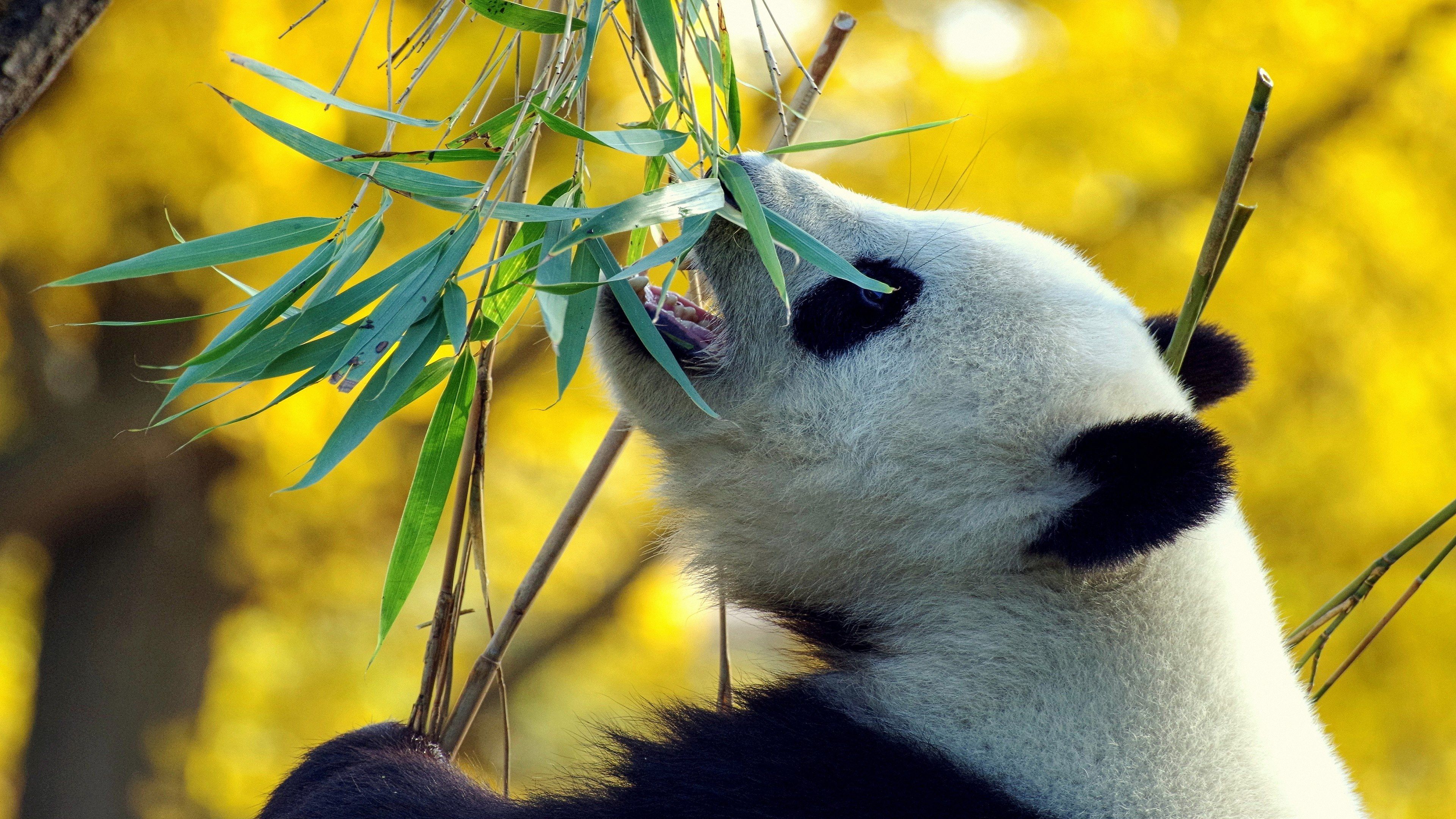  Tiere Hintergrundbild 3840x2160. Hintergrundbilder Tiere 4k Weiße Pandabären