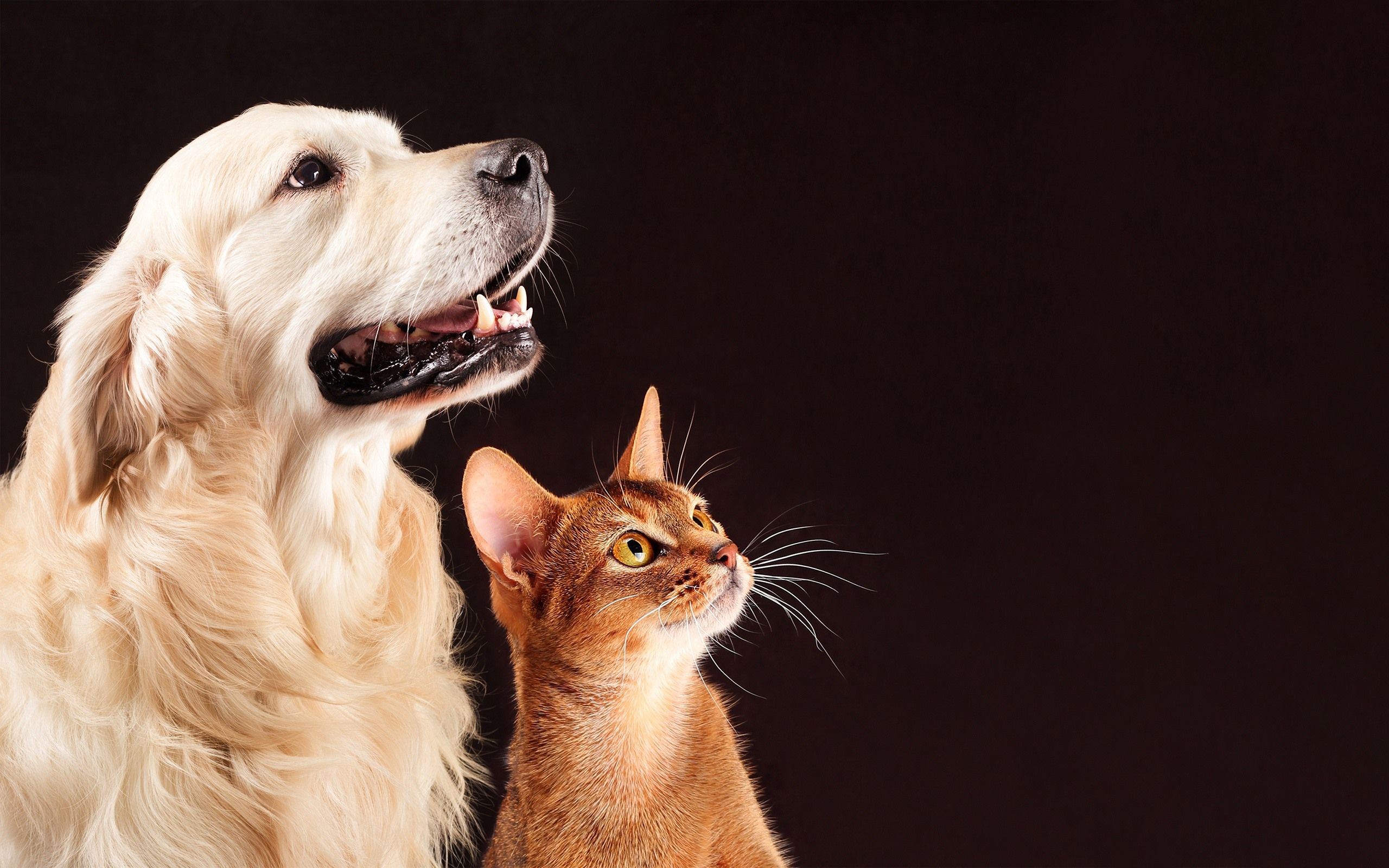  Tiere Hintergrundbild 2560x1600. Hund und Katze, Freunde, Haustiere 2560x1600 HD Hintergrundbilder, HD, Bild