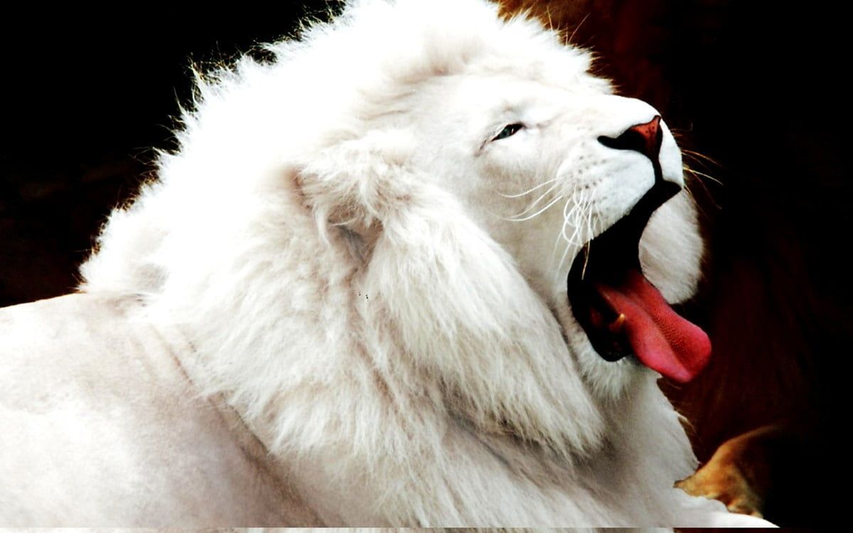  Tiere Hintergrundbild 1200x750. Hintergrundbild Löwe, Tiere, Tierwelt HD. Download beste freie Hintergründe