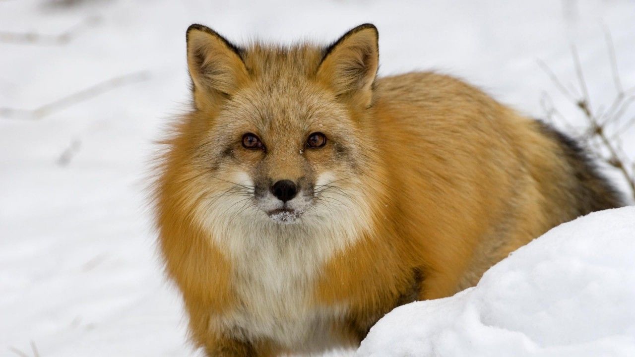  Tiere Hintergrundbild 1280x720. Fuchs im Schnee, Winter, Tier, Tiere Hintergrundbilder. Fuchs im Schnee, Winter, Tier, Tiere frei fotos