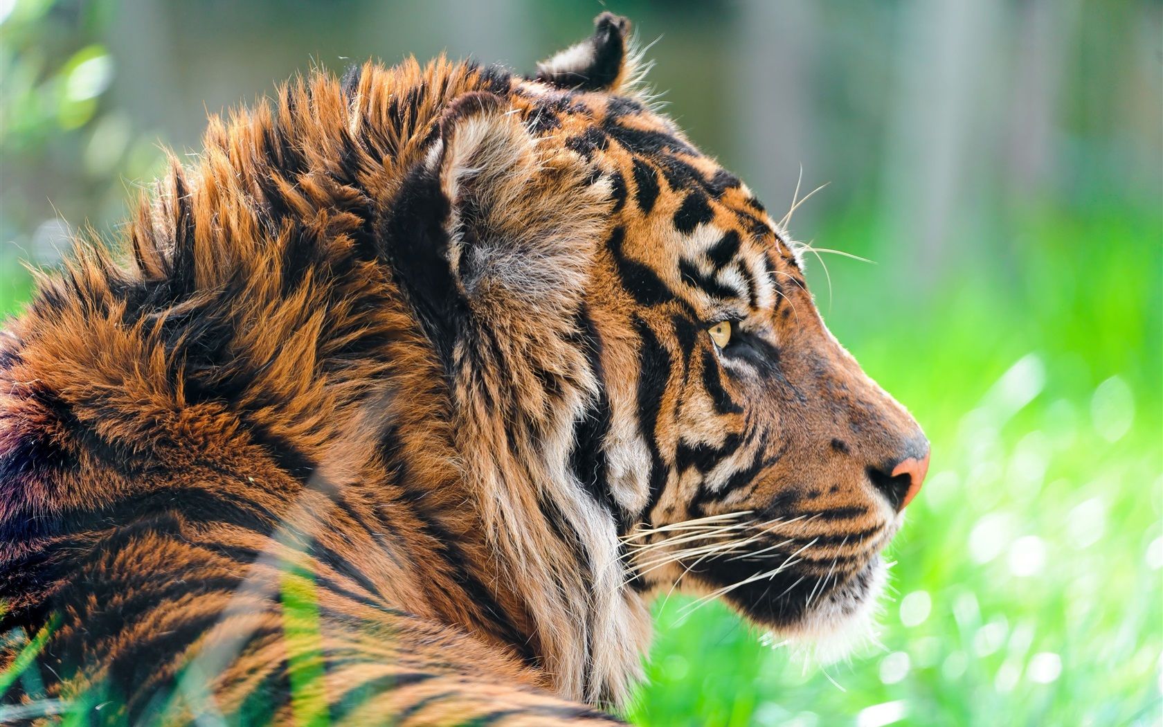  Tiere Hintergrundbild 1680x1050. Wilde Tiere, Tiger im Gras 3840x2160 UHD 4K Hintergrundbilder, HD, Bild