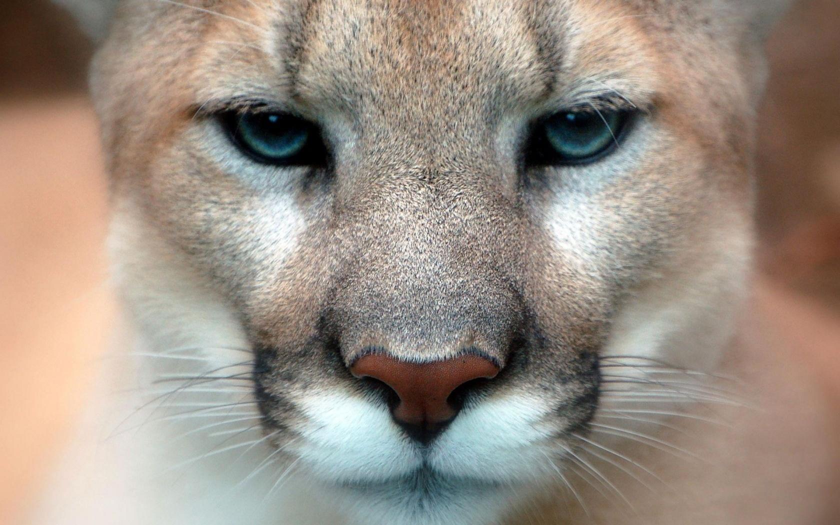  Tiere Hintergrundbild 1680x1050. Desktop Hintergrundbilder Puma Große Katze ein Tier