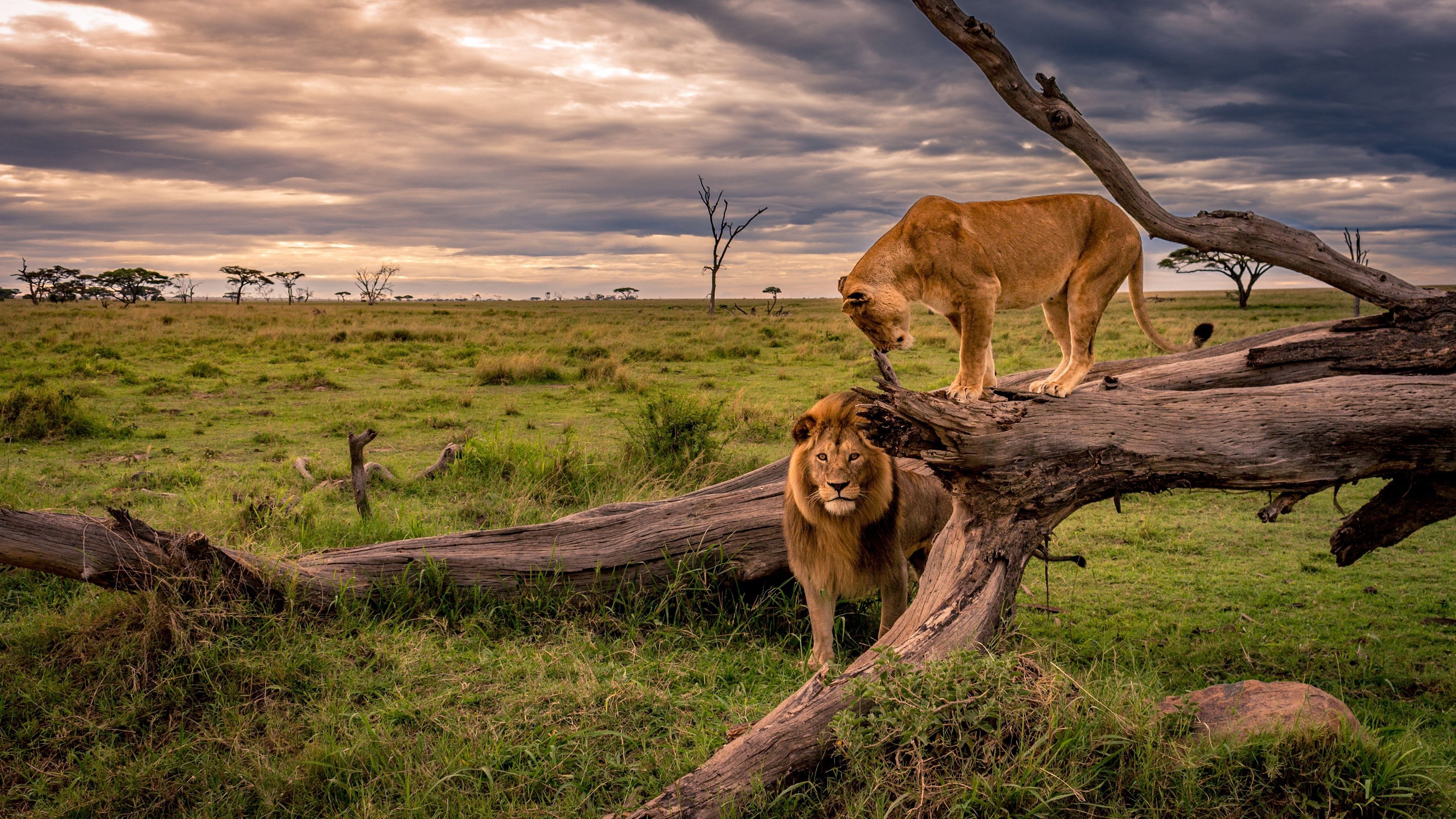  Tiere Hintergrundbild 3840x2160. Löwe und Löwin, Afrika, wild lebende Tiere 3840x2160 UHD 4K Hintergrundbilder, HD, Bild