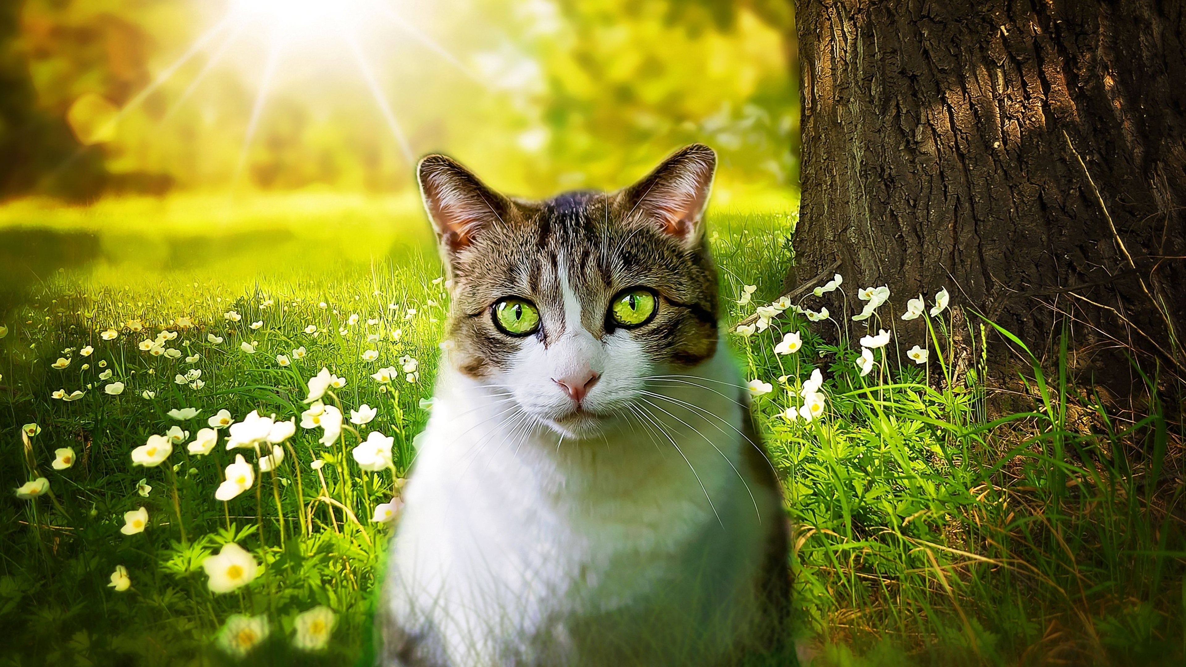  Tiere Hintergrundbild 3840x2160. Tiere Hintergrundbilder Im Frühling Katzen