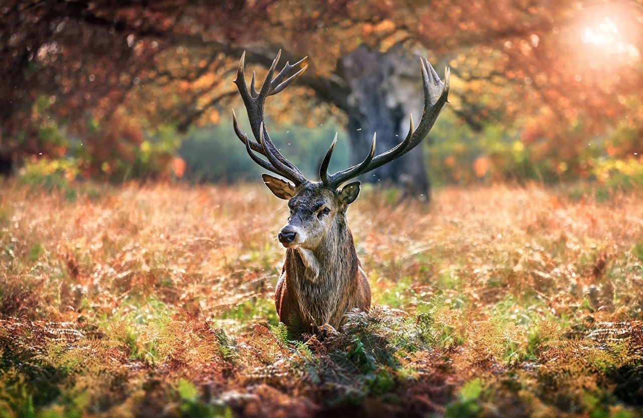  Tiere Hintergrundbild 1280x834. Desktop Hintergrundbilder Hirsche Horn Tiere