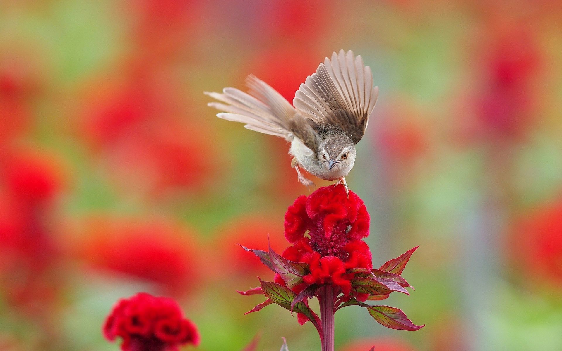 Tiere Hintergrundbild 1920x1200. Kleiner Vogel auf der Blume, Blumen, Tier, Tiere Hintergrundbilder. Kleiner Vogel auf der Blume, Blumen, Tier, Tie
