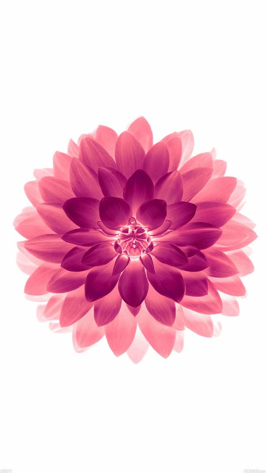  Blume Des Lebens Hintergrundbild 850x1511. Rosa Blume IPhone, Blume Des Lebens IPhone HD Handy Hintergrundbild