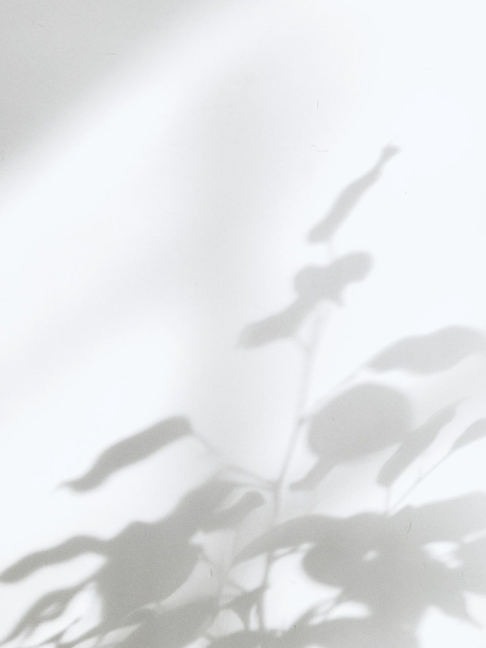  Weisses Hintergrundbild 1000x1333. Foto zum Thema Weißes und schwarzes Blumentextil