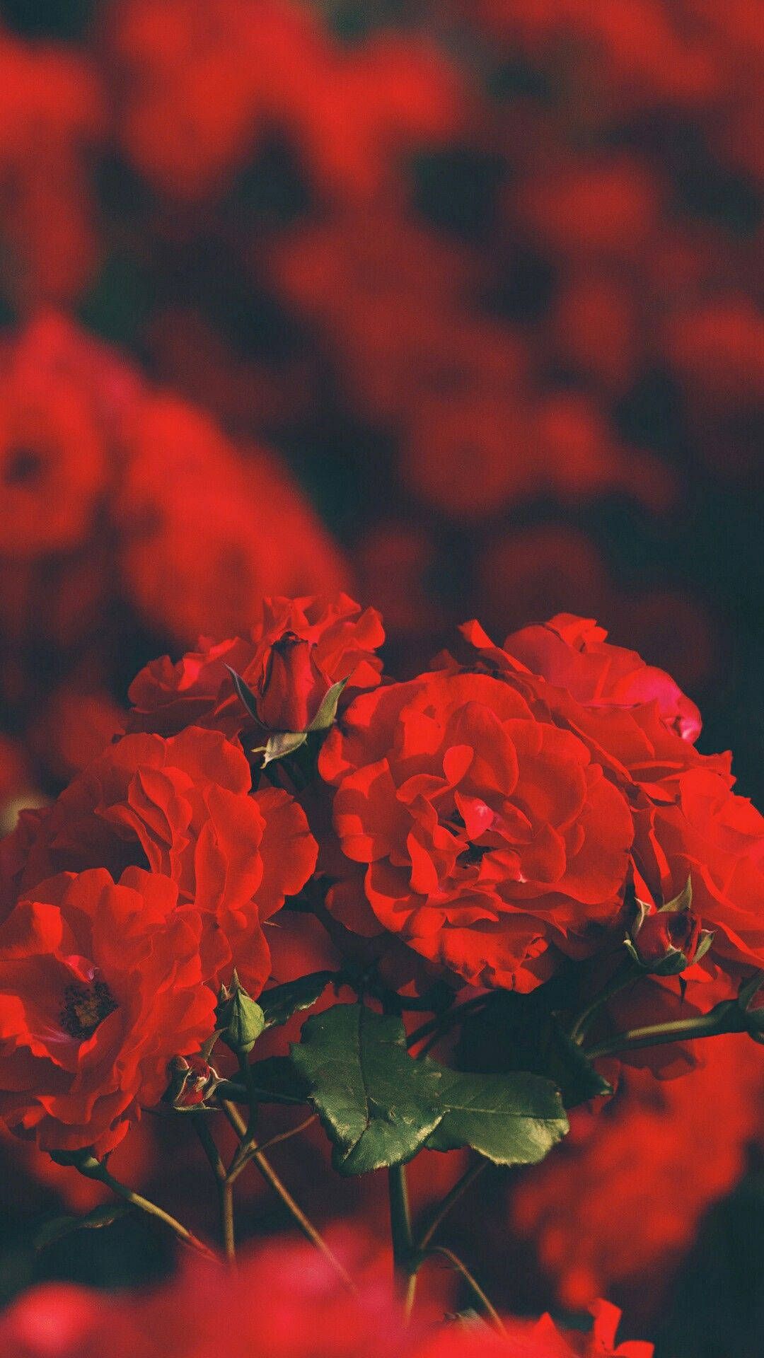  Leuchtend Hintergrundbild 1080x1920. Rotes Ästhetisches IPhone Wallpaper KOSTENLOS