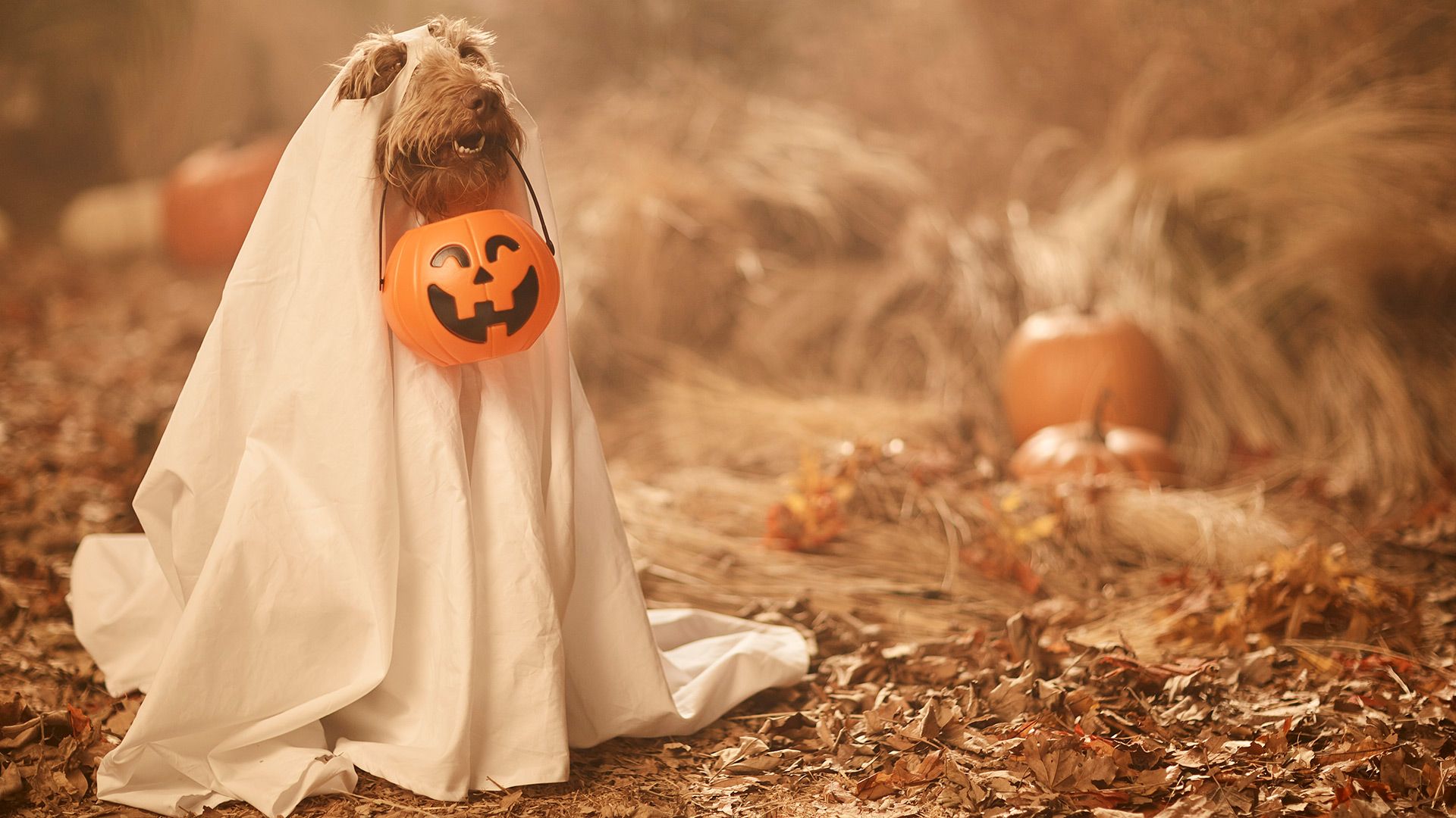  Zoom Hintergrundbild 1920x1080. Cute Halloween Zoom Background That Won't Scare You