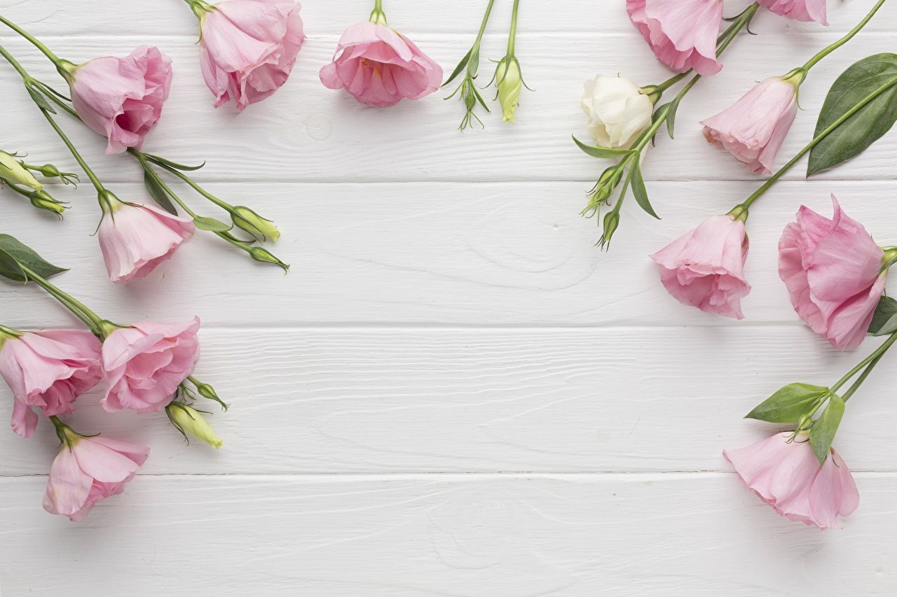Weiß Hintergrundbild 1280x853. Desktop Hintergrundbilder Weiß Rosa Farbe Blumen Lisianthus Vorlage