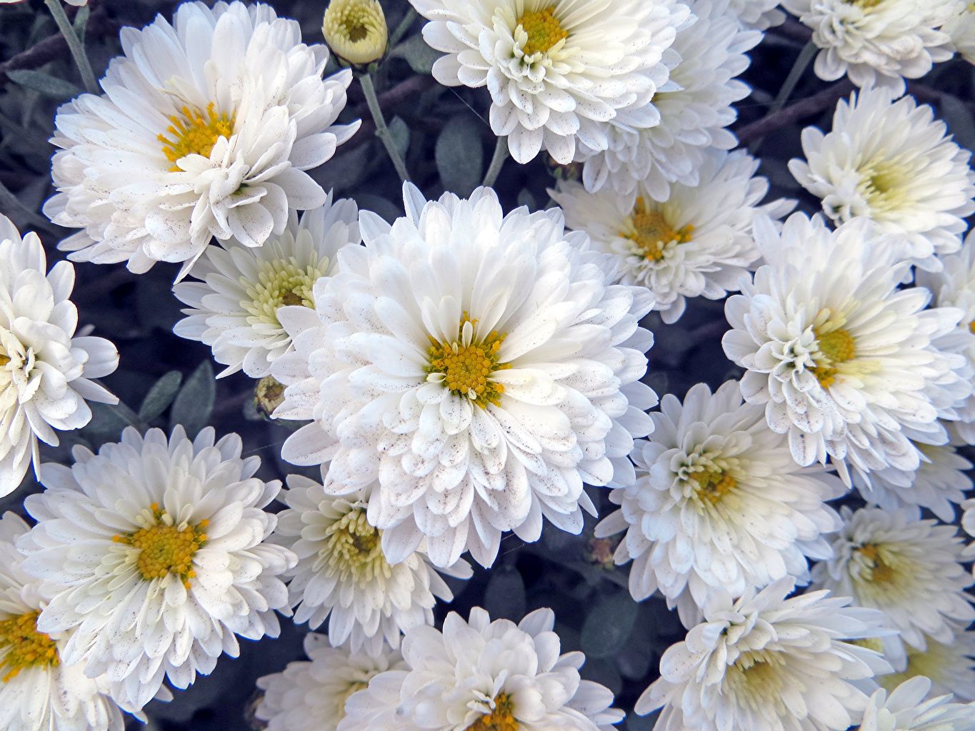 Weiß Hintergrundbild 1365x1024. Desktop Hintergrundbilder Weiß Blumen Chrysanthemen Großansicht