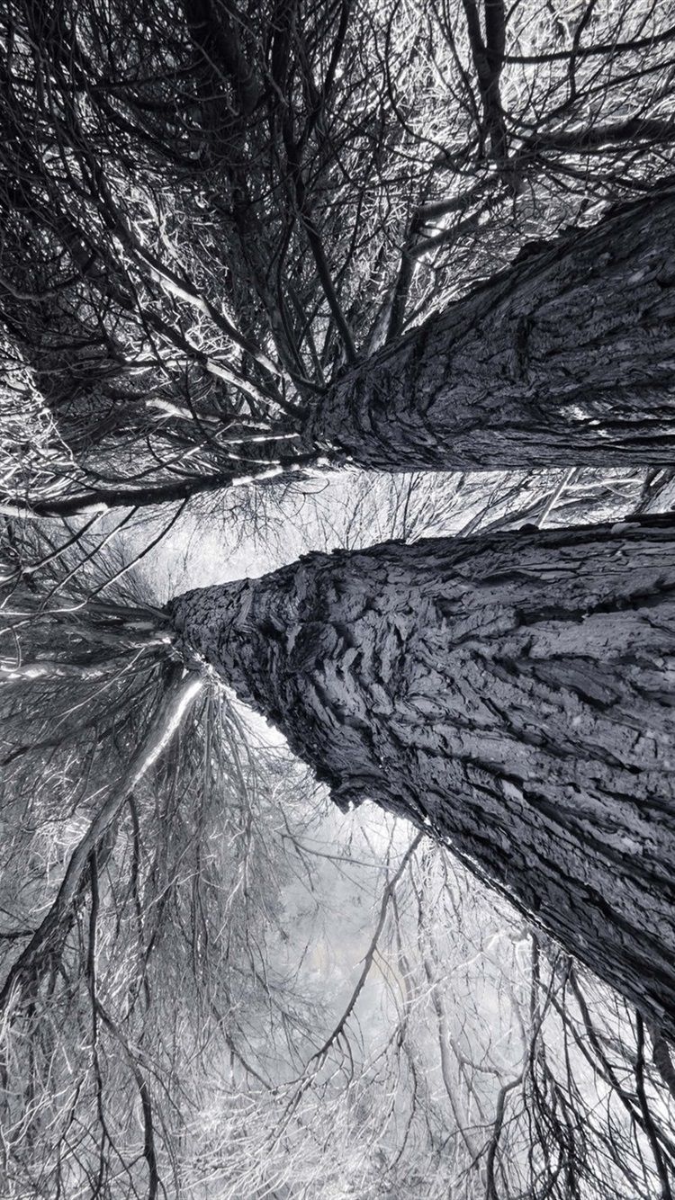 Weiß Hintergrundbild 750x1334. Bäume, Zweige, Von Der Ansicht Von Unten, Schwarz Weiß Bild 1920x1440 HD Hintergrundbilder, HD, Bild