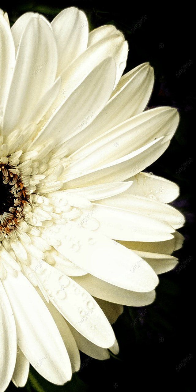 Weiß Hintergrundbild 640x1280. Weiße Gänseblümchenblume Für Handytapete Hintergrund, Daisy Blume, Handy Wallpaper, Weiß Hintergrund, Foto und Bild zum kostenlosen Download