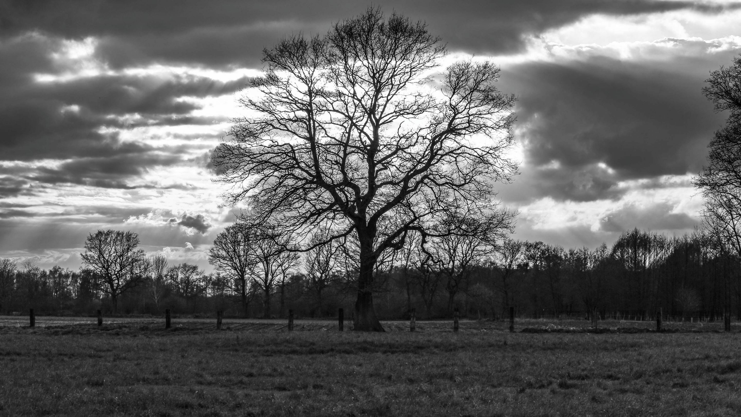 Weiß Hintergrundbild 2880x1620. Hintergrundbilder. Baum Silhouette in schwarzweiß