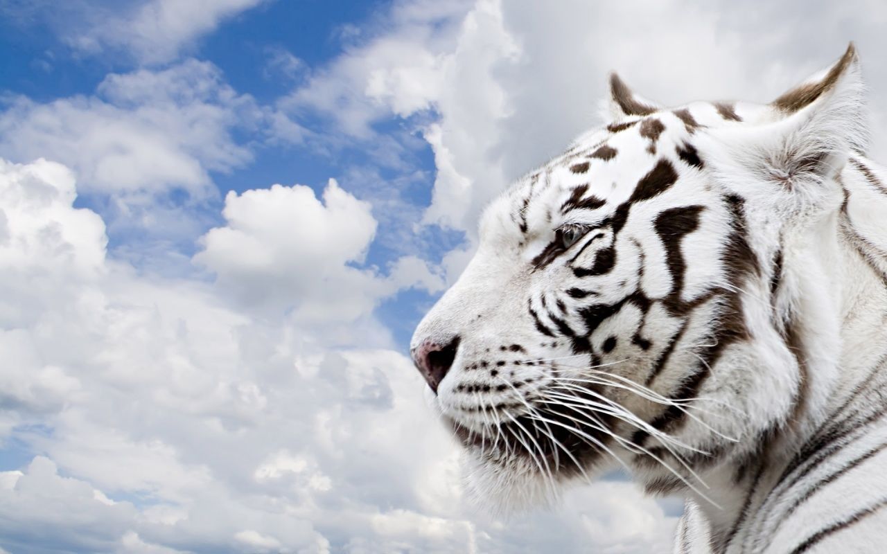Weiß Hintergrundbild 1280x800. Desktop Hintergrundbilder Tiger Große Katze Weiß Tiere