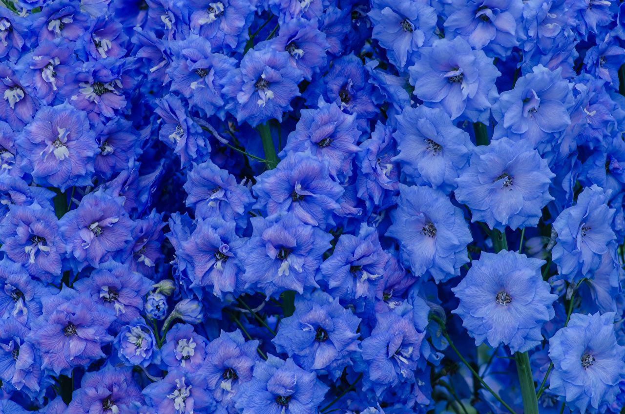  Hellblaue Hintergrundbild 1280x848. Bilder von Hellblau Blumen Levkojen Großansicht