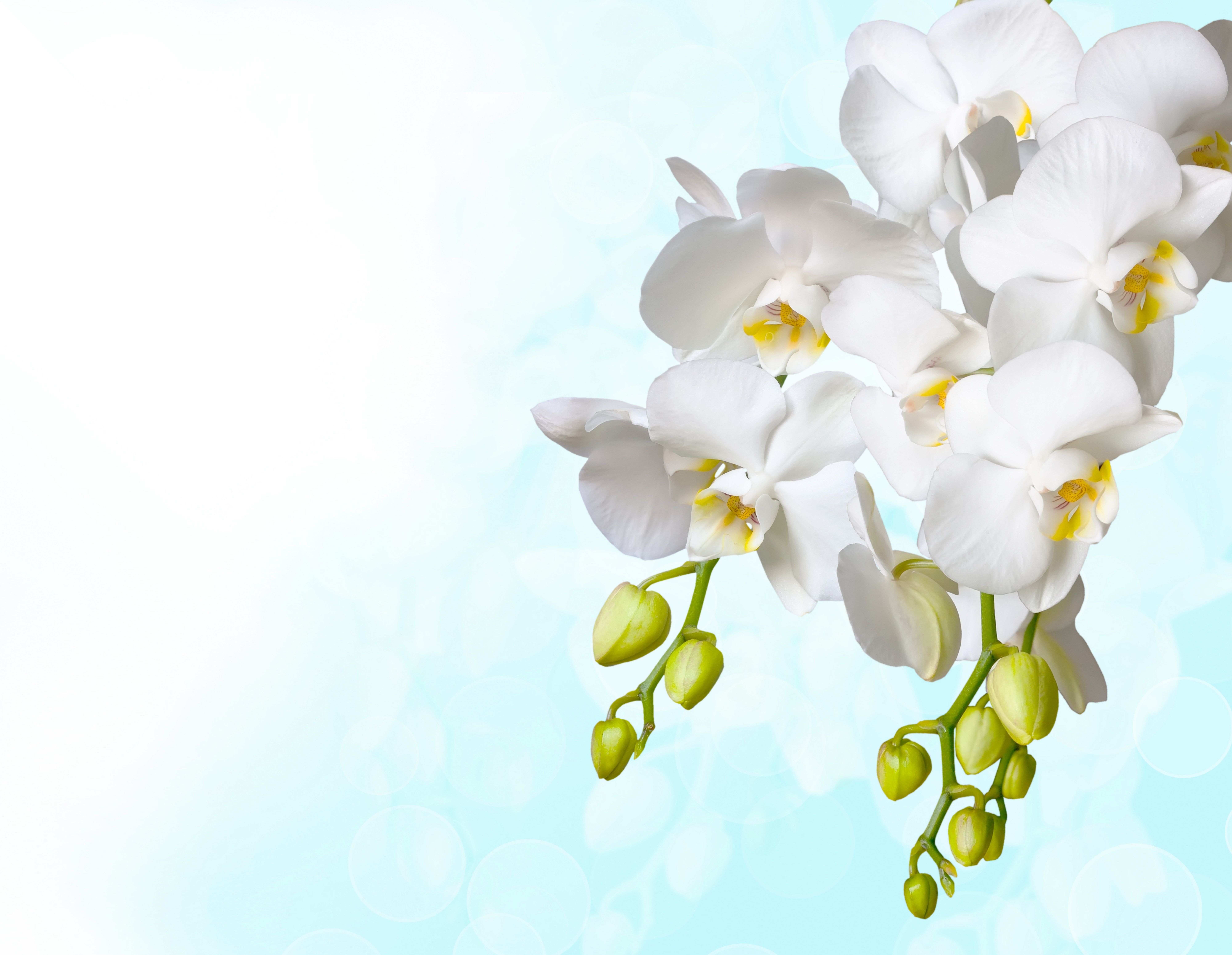 Weiß Hintergrundbild 8000x6200. Desktop Hintergrundbilder Weiß Orchidee Blüte Knospe 8000x6200