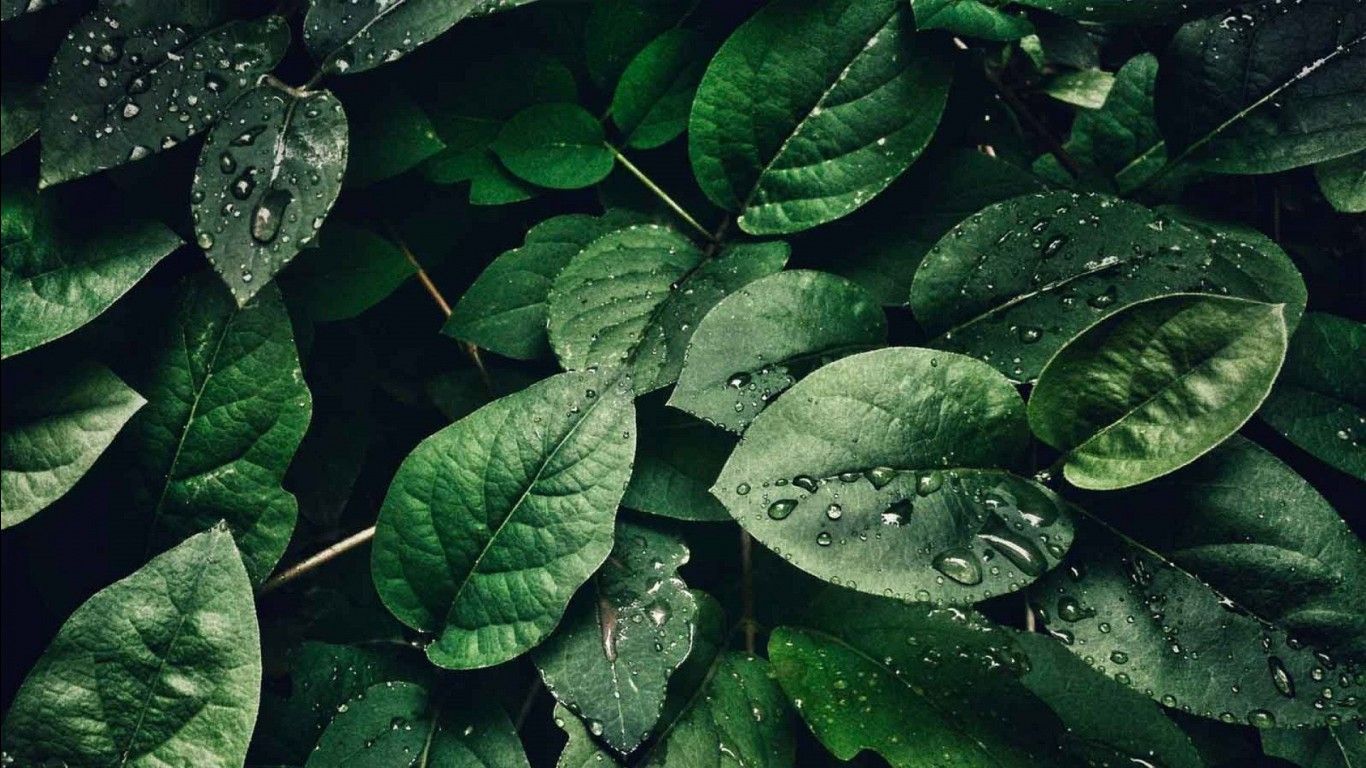  HD PC Hintergrundbild 1366x768. Closeup View Of Green Leaves Plants With Water Drops HD Green Aesthetic Wallpaper