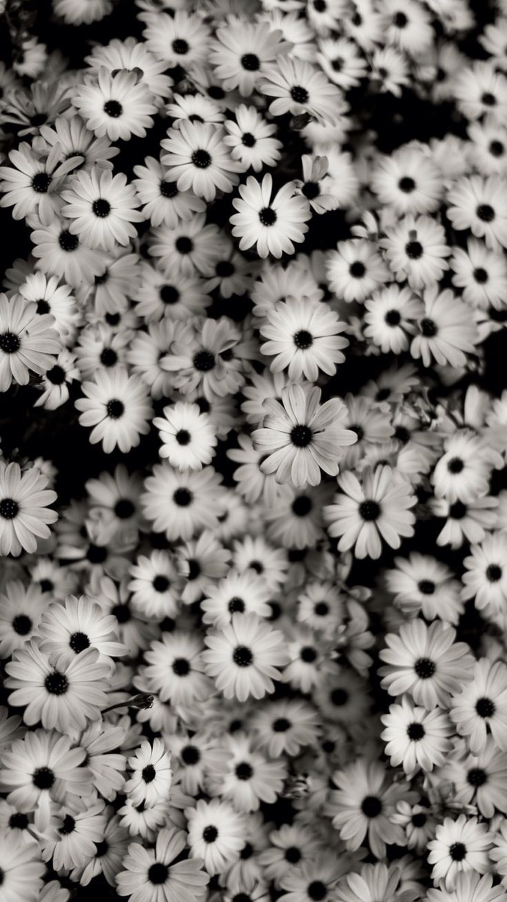 Weiß Hintergrundbild 736x1308. Wallpaper Phone&Pad HD on 9:16 Phone. Black and white flowers, White flowers, Wallpaper background