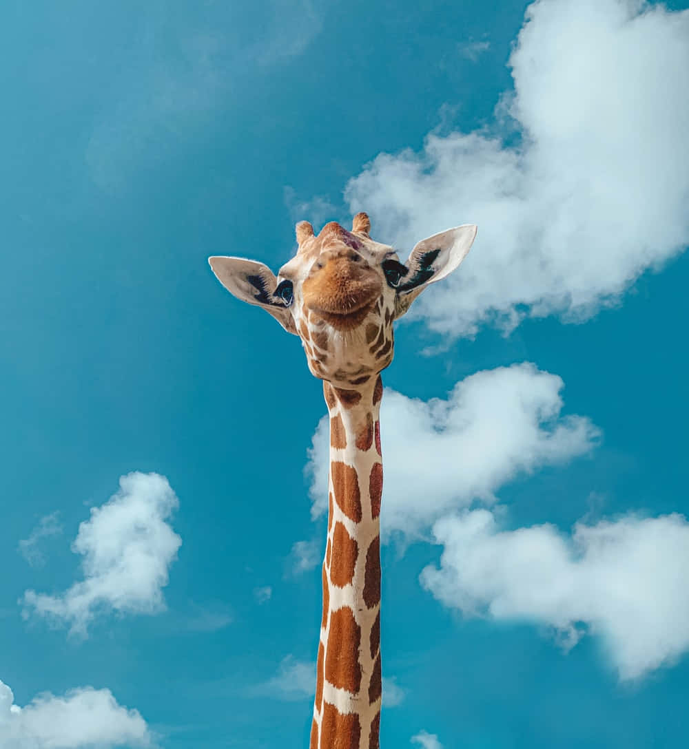  Süße Tier Hintergrundbild 1000x1088. Süße Giraffe Wallpaper KOSTENLOS