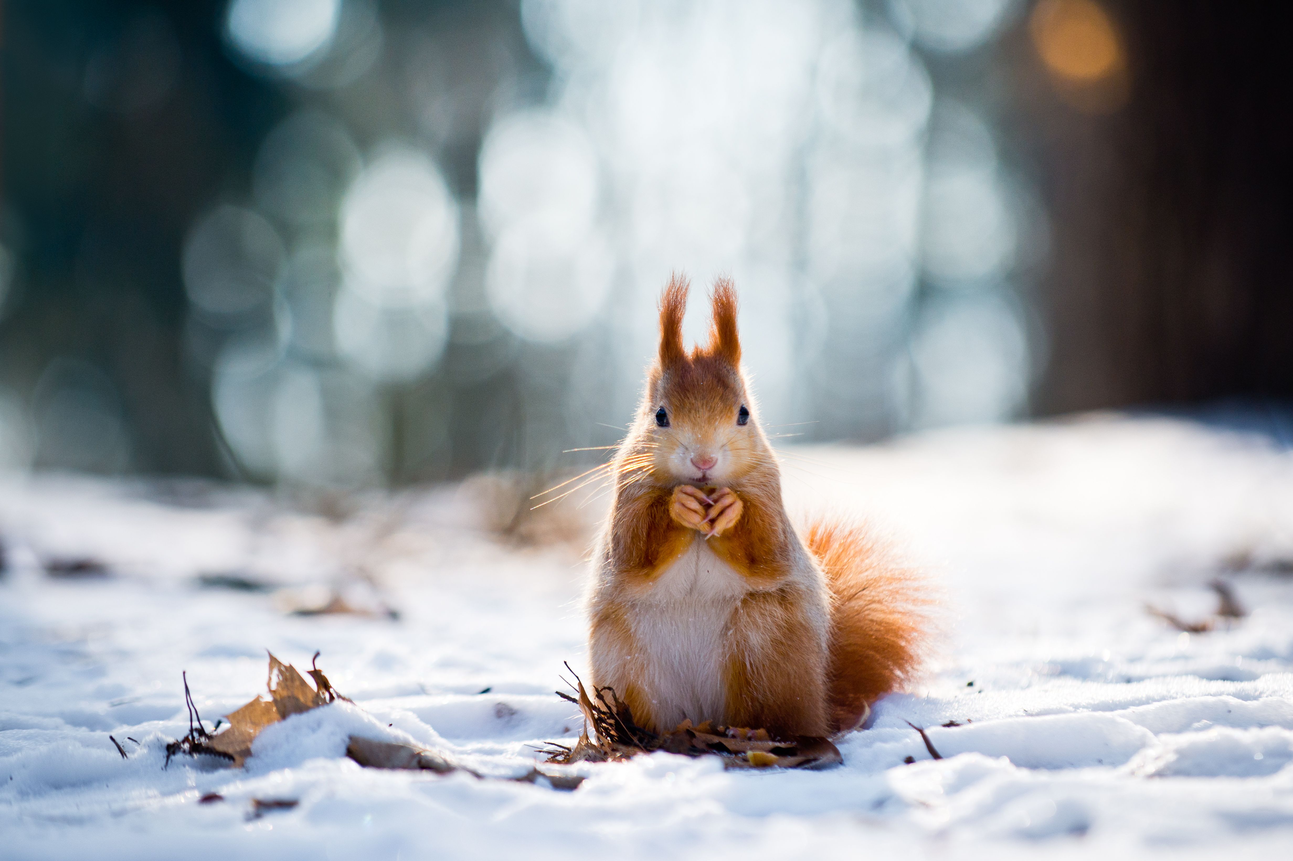  Winter Tiere Hintergrundbild 4928x3280. Bilder von Eichhörnchen Nagetiere Winter orange rot Schnee 4928x3280