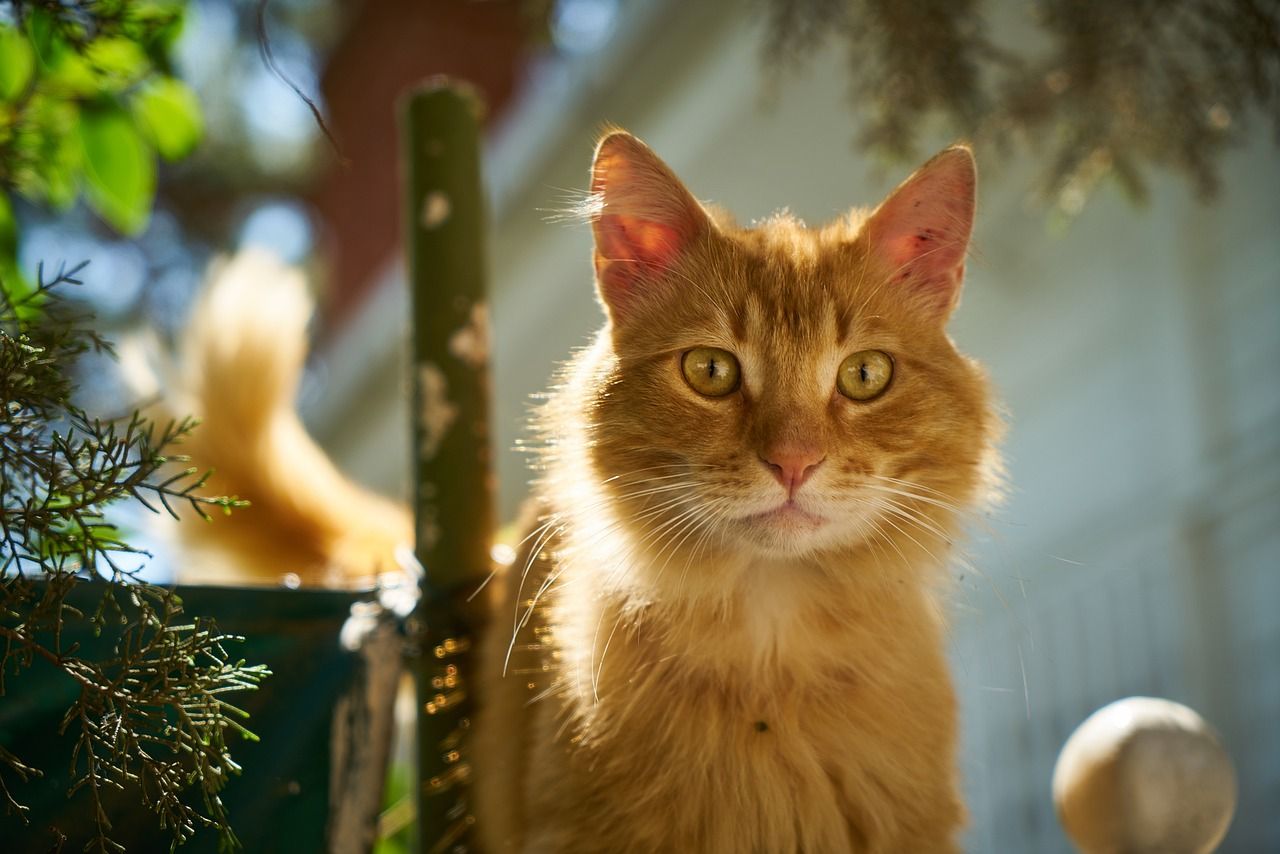  Süße Tier Hintergrundbild 1280x854. Katze Gelb Süß Foto auf Pixabay