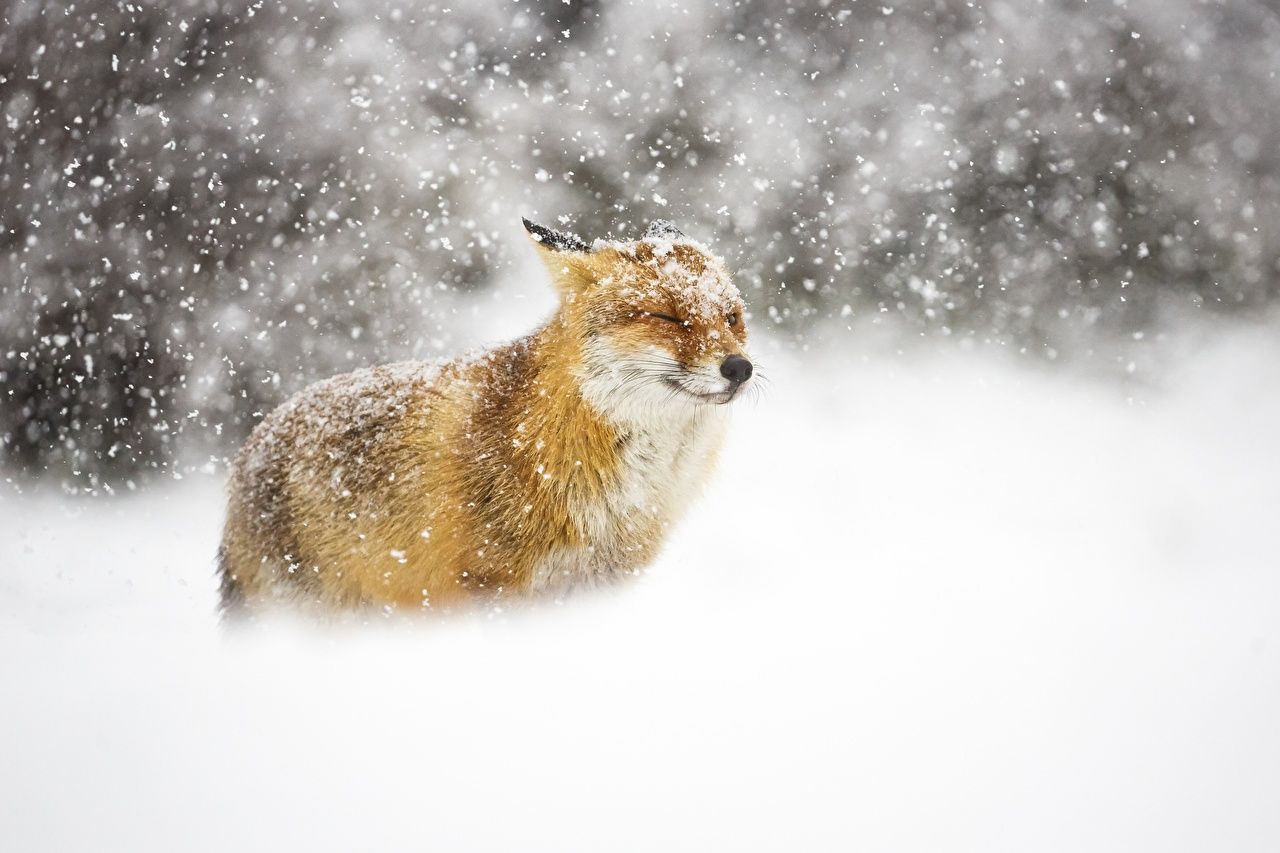  Winter Tiere Hintergrundbild 1280x853. Desktop Hintergrundbilder Füchse Winter Schnee ein Tier