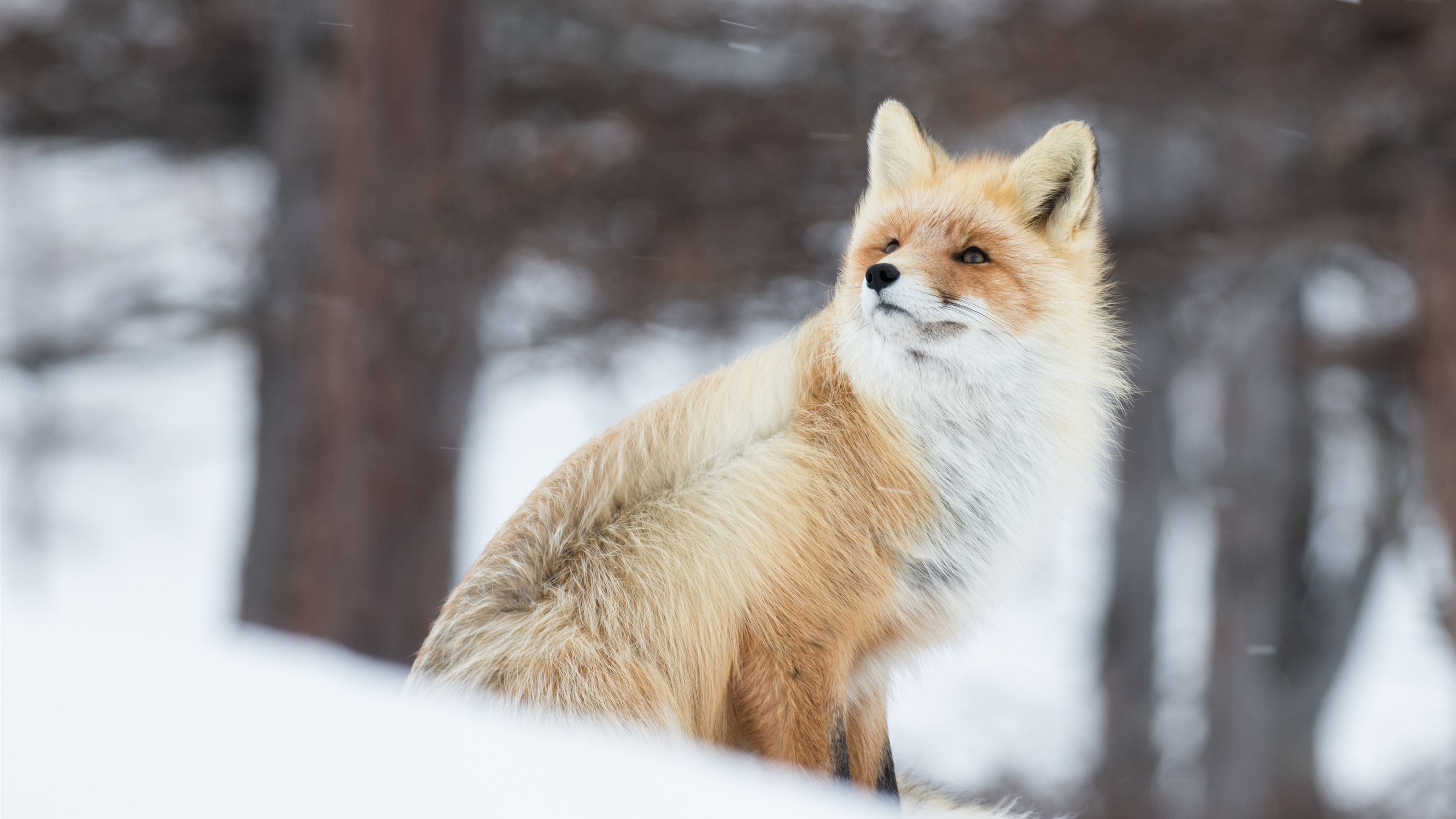  Winter Tiere Hintergrundbild 3840x2160. Tier im Winter, Fuchs, Schnee 3840x2160 UHD 4K Hintergrundbilder, HD, Bild